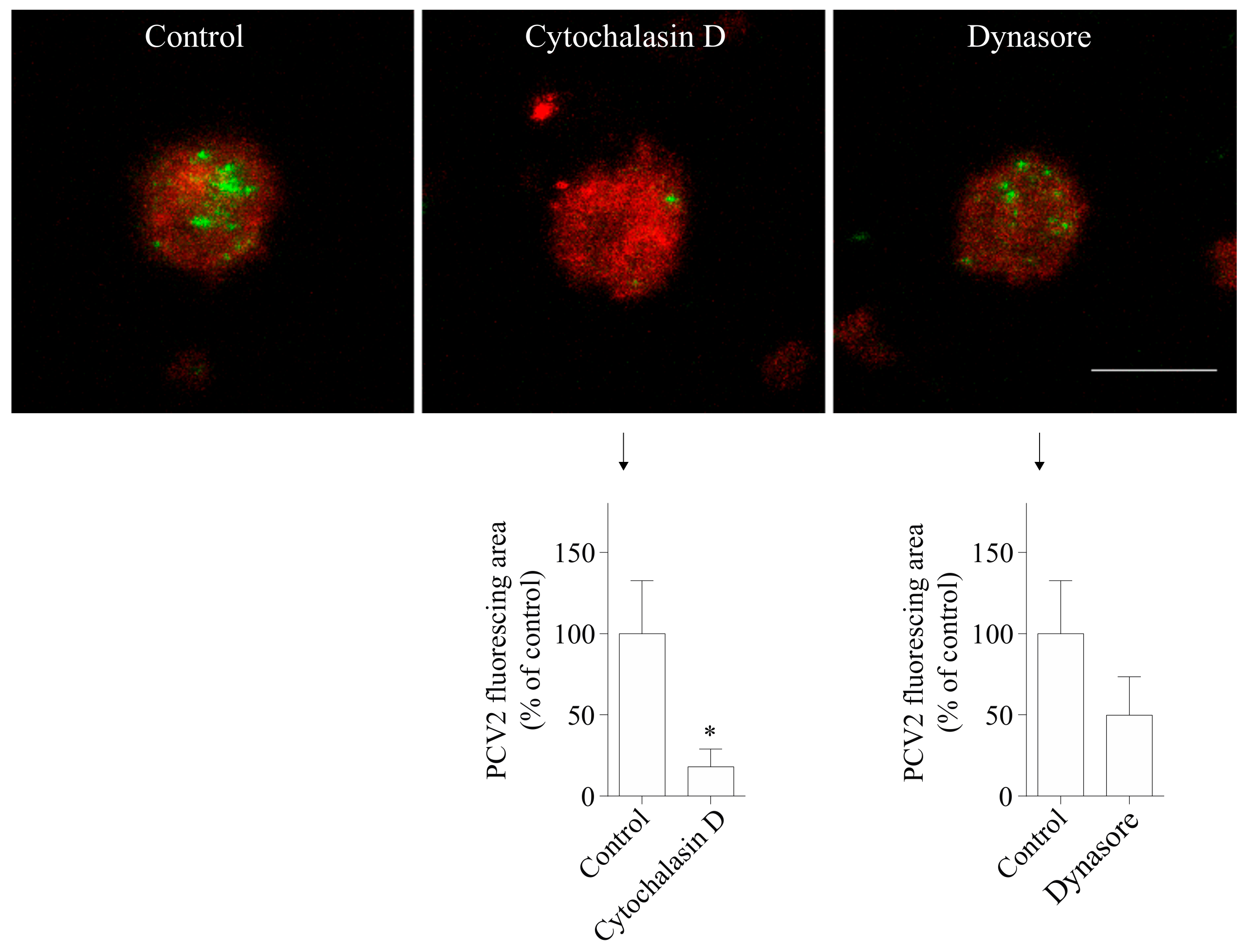 Viruses 10 00562 g006 Viruses 10 00562 g006