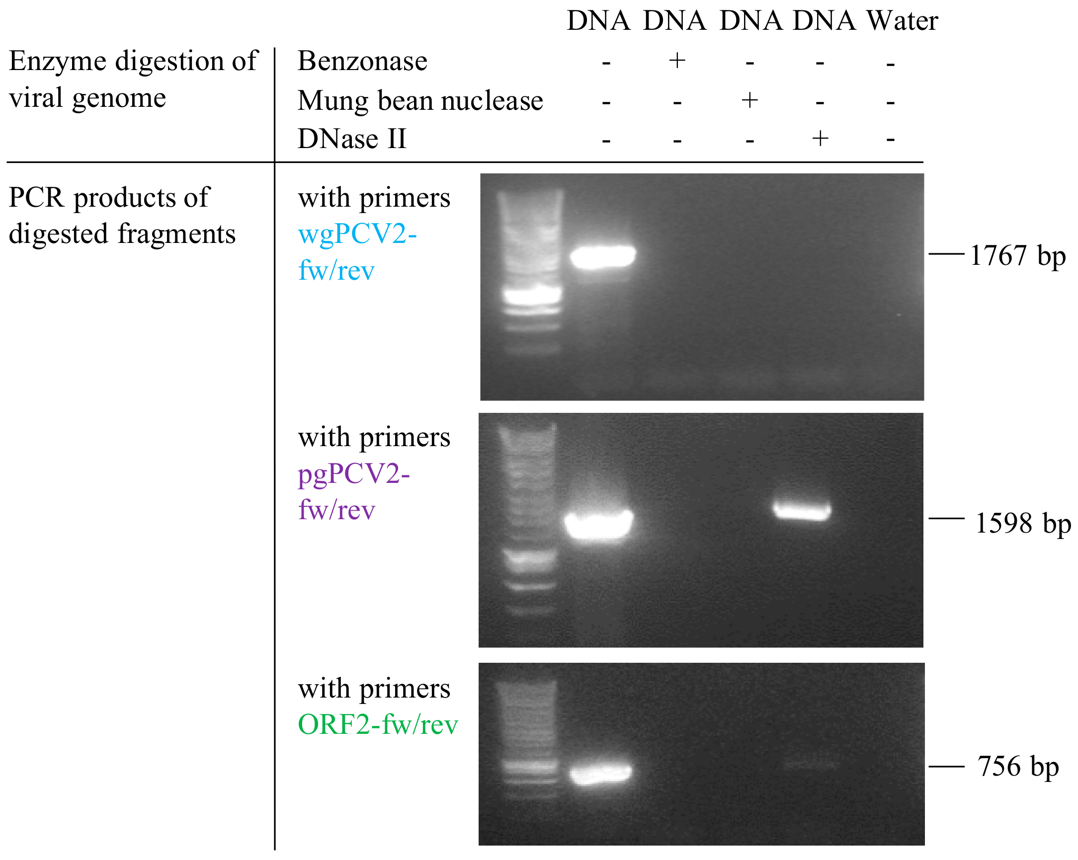 Viruses 10 00562 g009 Viruses 10 00562 g009