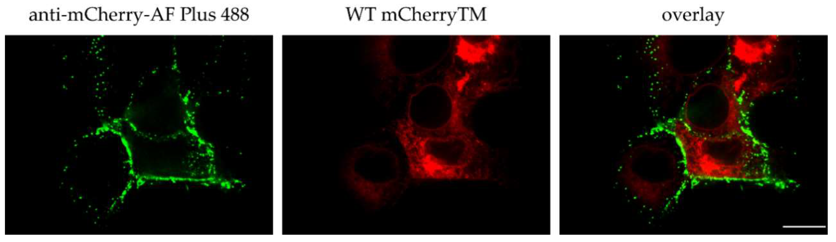 Viruses 10 00575 g006 Viruses 10 00575 g006