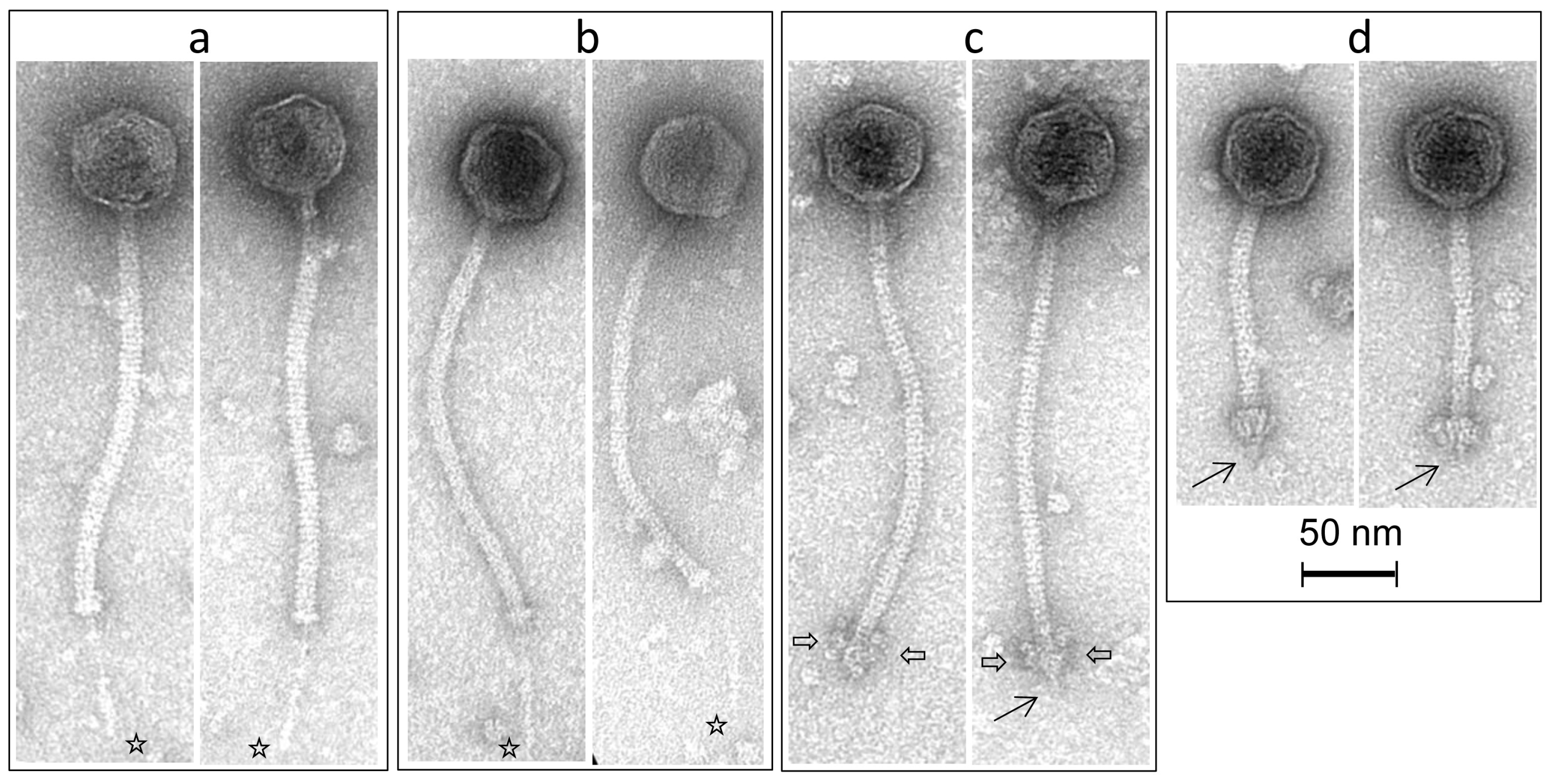 Viruses 10 00577 g007