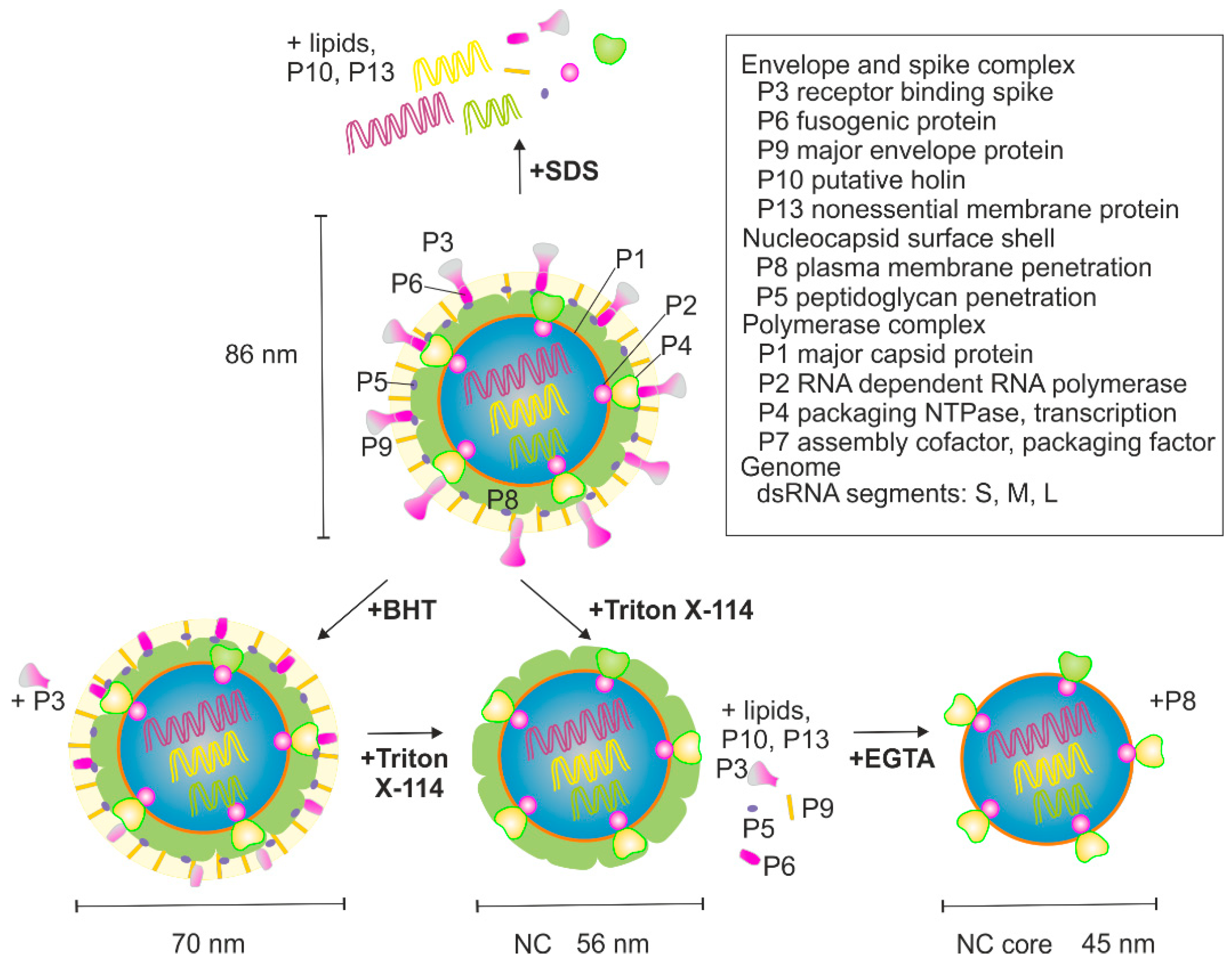 Viruses 10 00579 g001