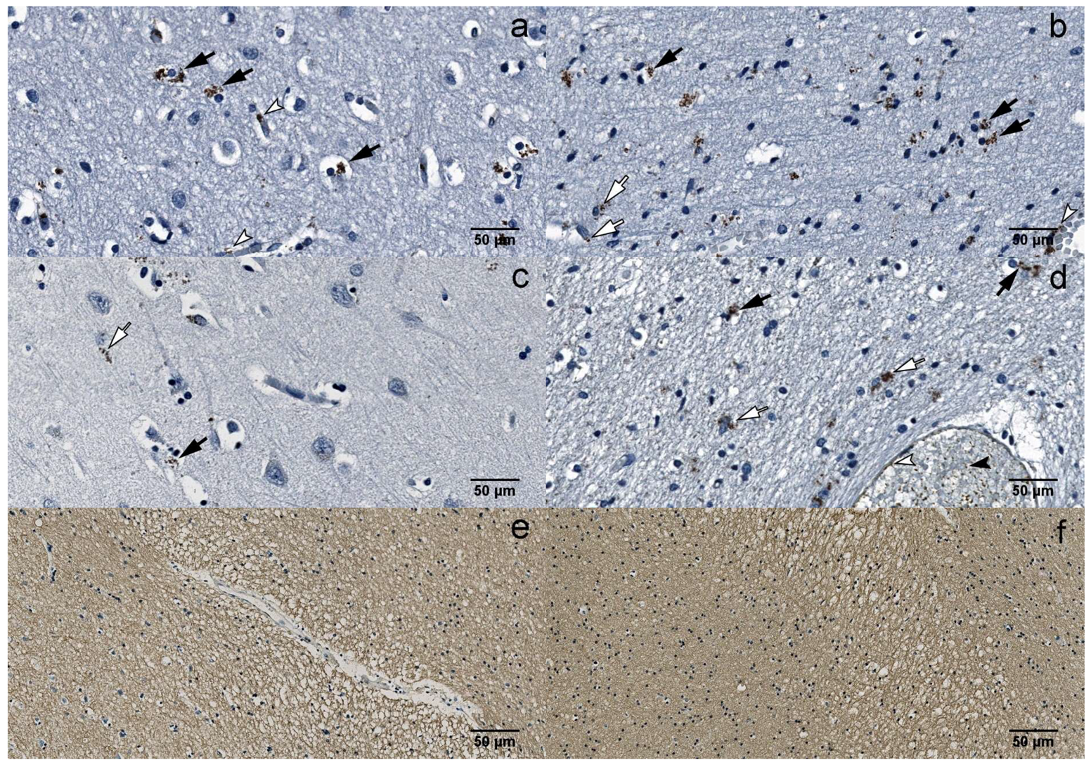 Viruses 10 00582 g003 Viruses 10 00582 g003