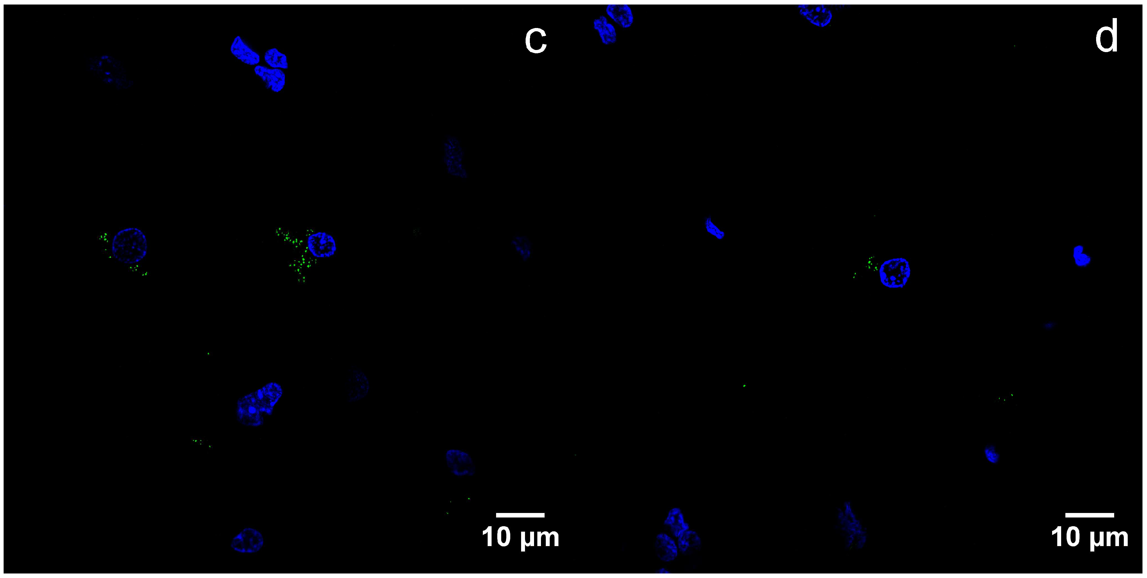 Viruses 10 00582 g004b Viruses 10 00582 g004b