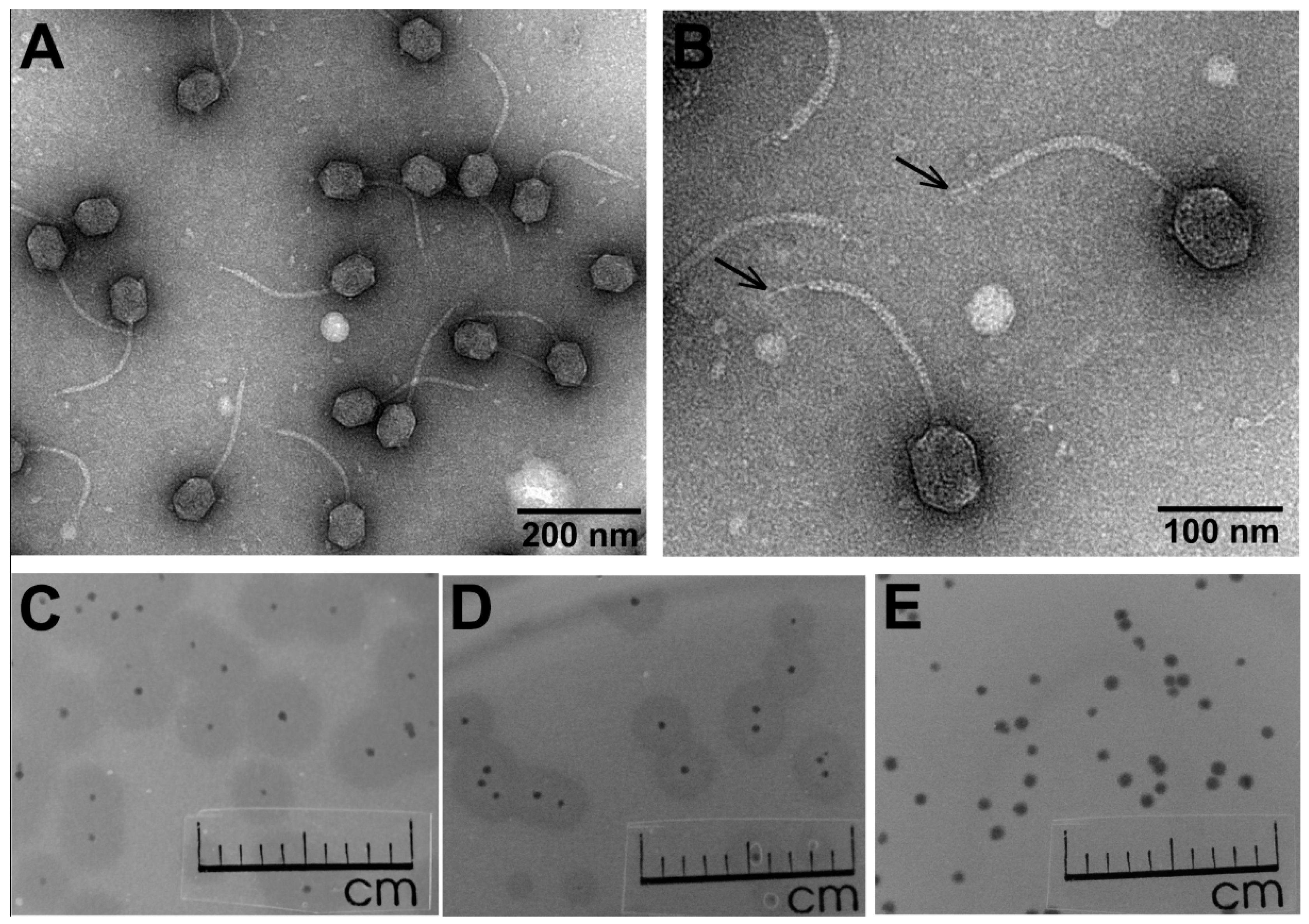 Viruses 10 00583 g001