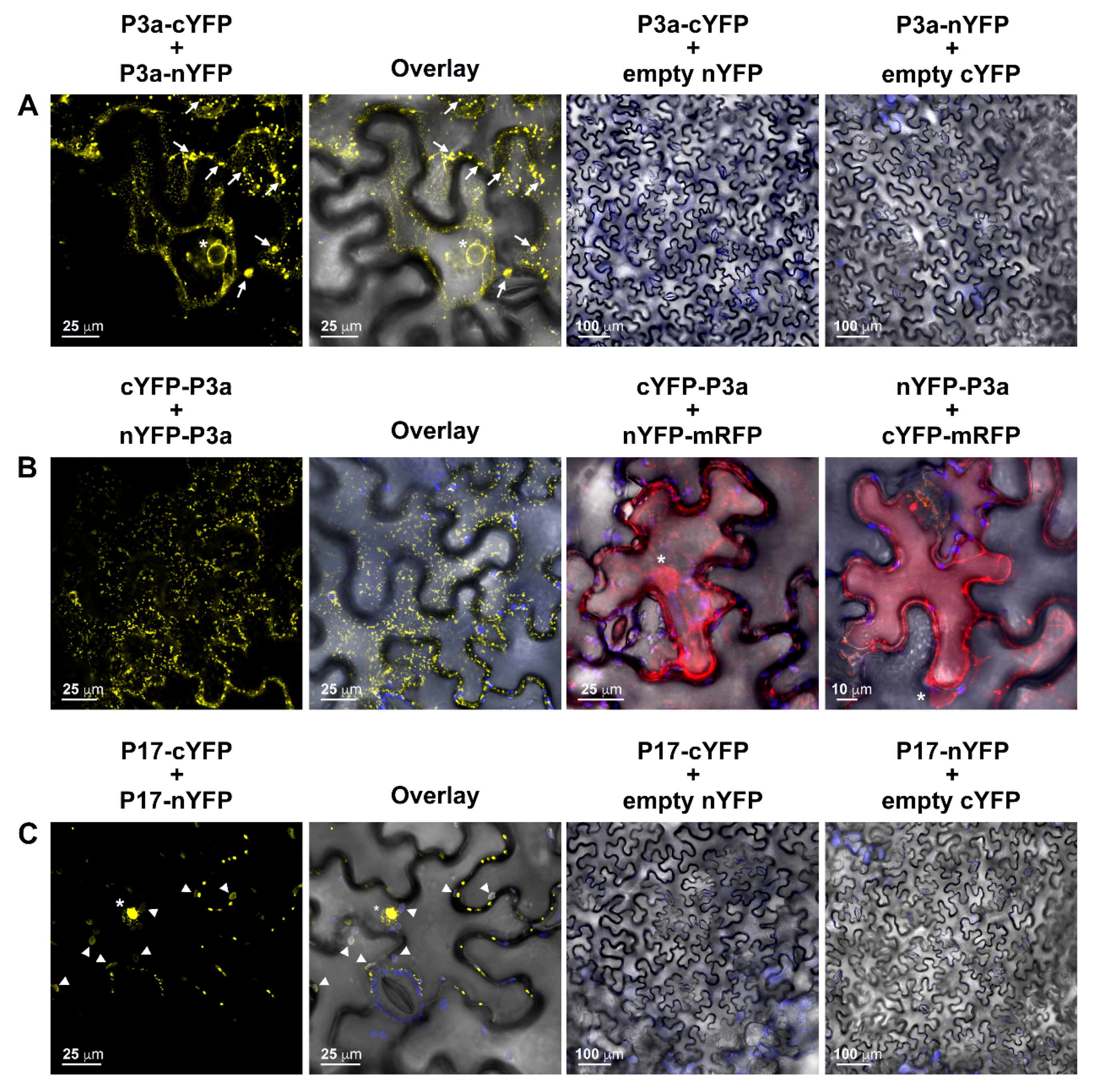 Viruses 10 00585 g003 Viruses 10 00585 g003