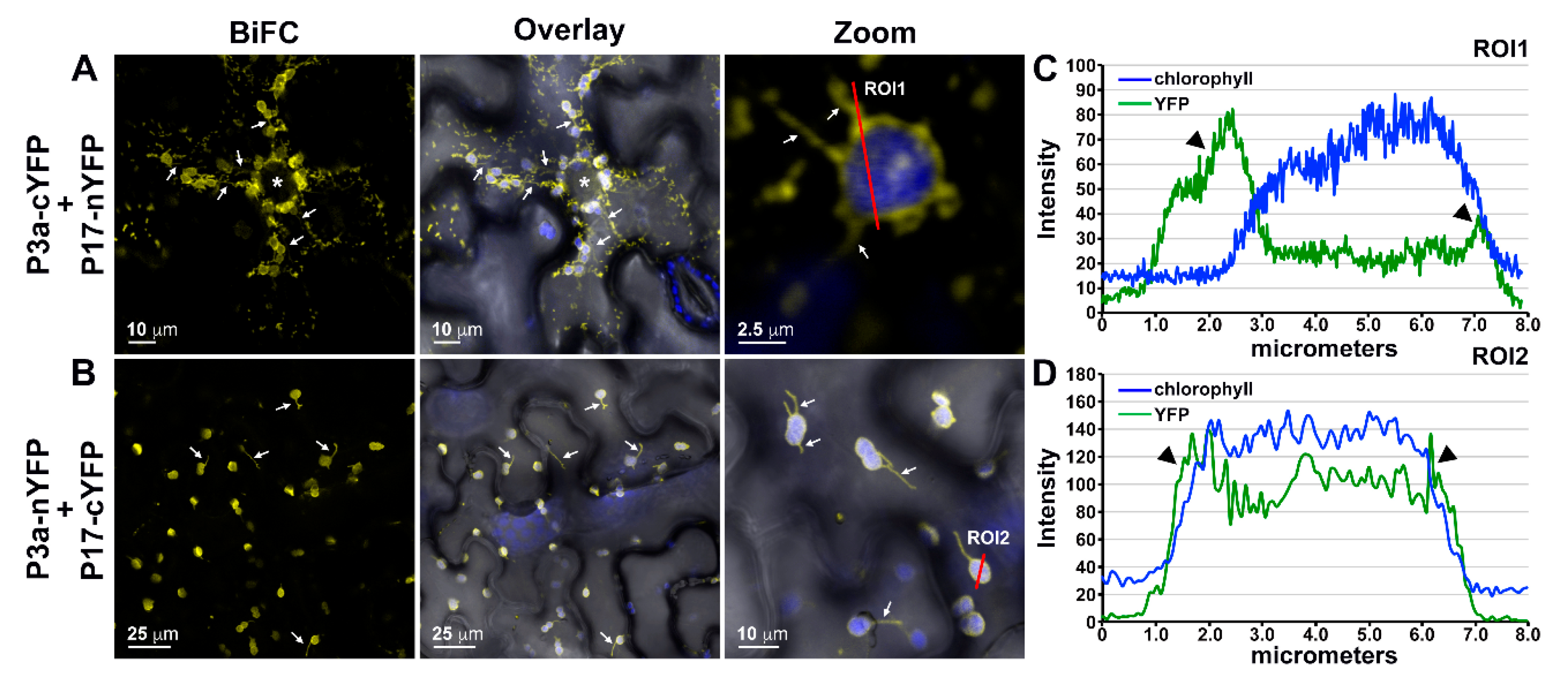 Viruses 10 00585 g004 Viruses 10 00585 g004