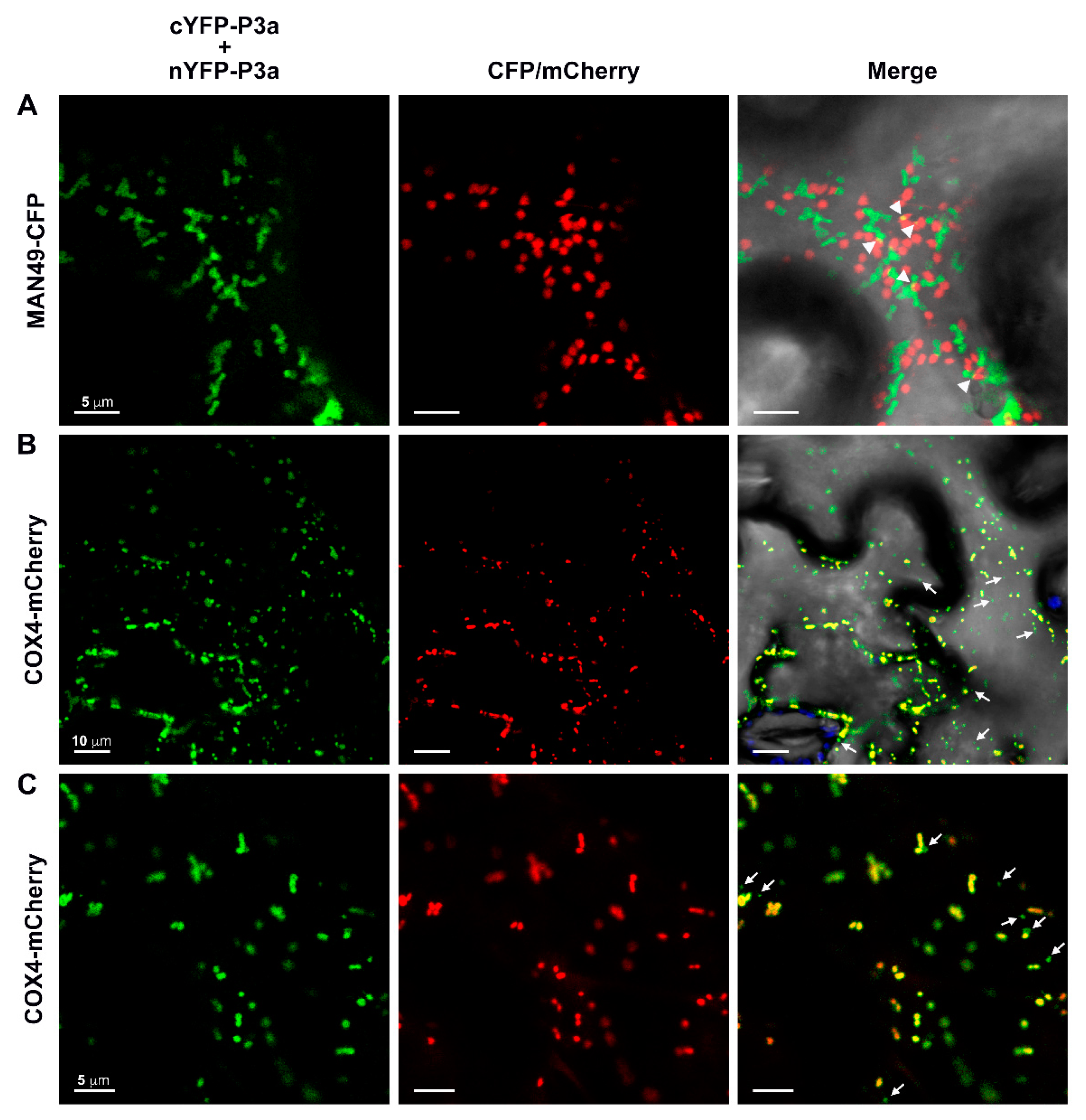 Viruses 10 00585 g005 Viruses 10 00585 g005