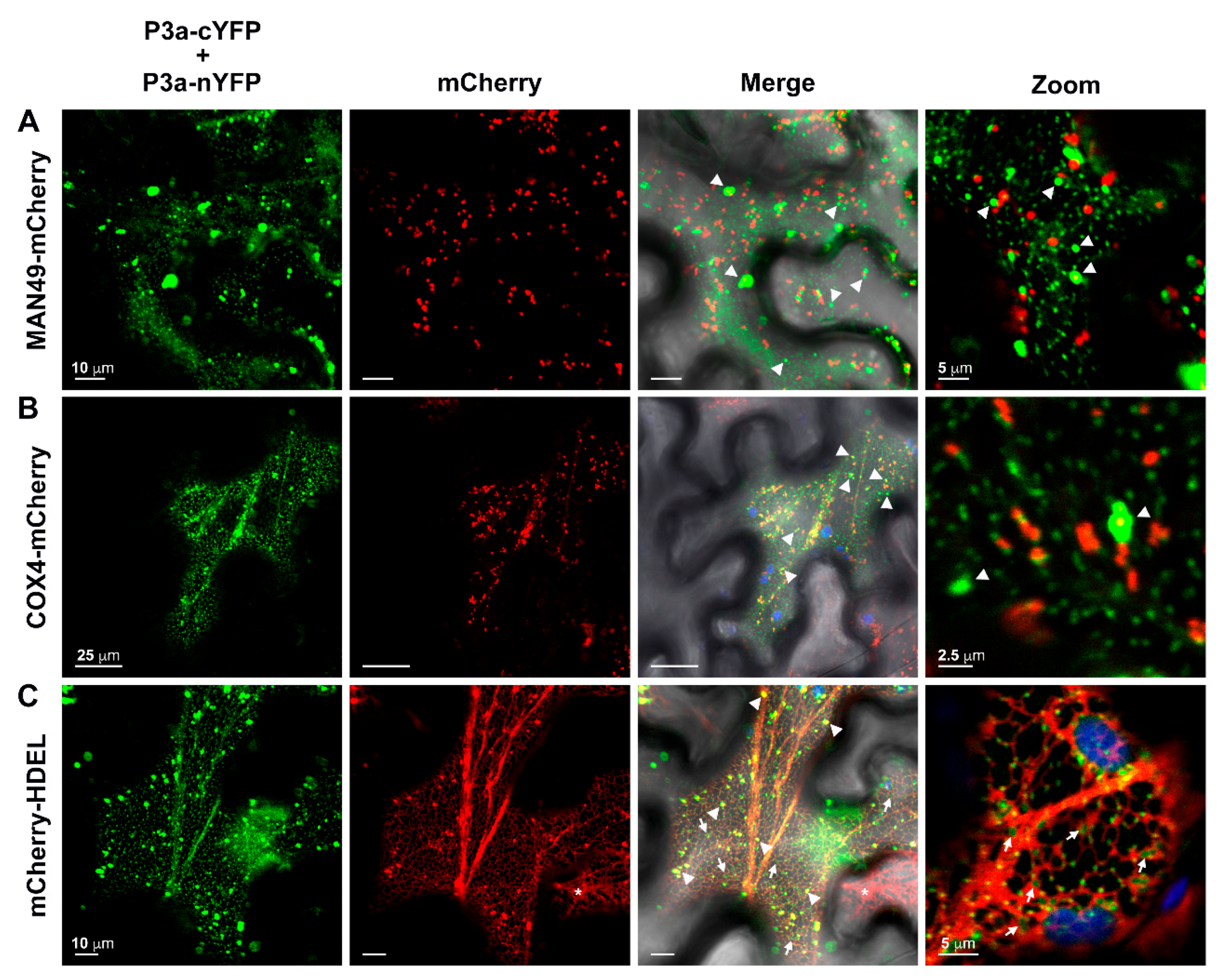 Viruses 10 00585 g007 Viruses 10 00585 g007