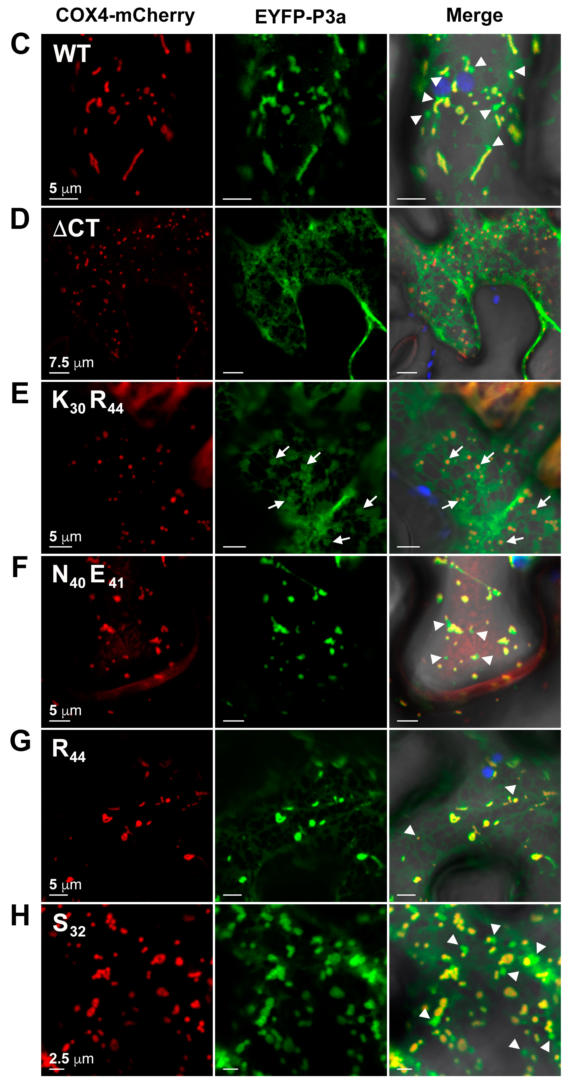 Viruses 10 00585 g009b Viruses 10 00585 g009b