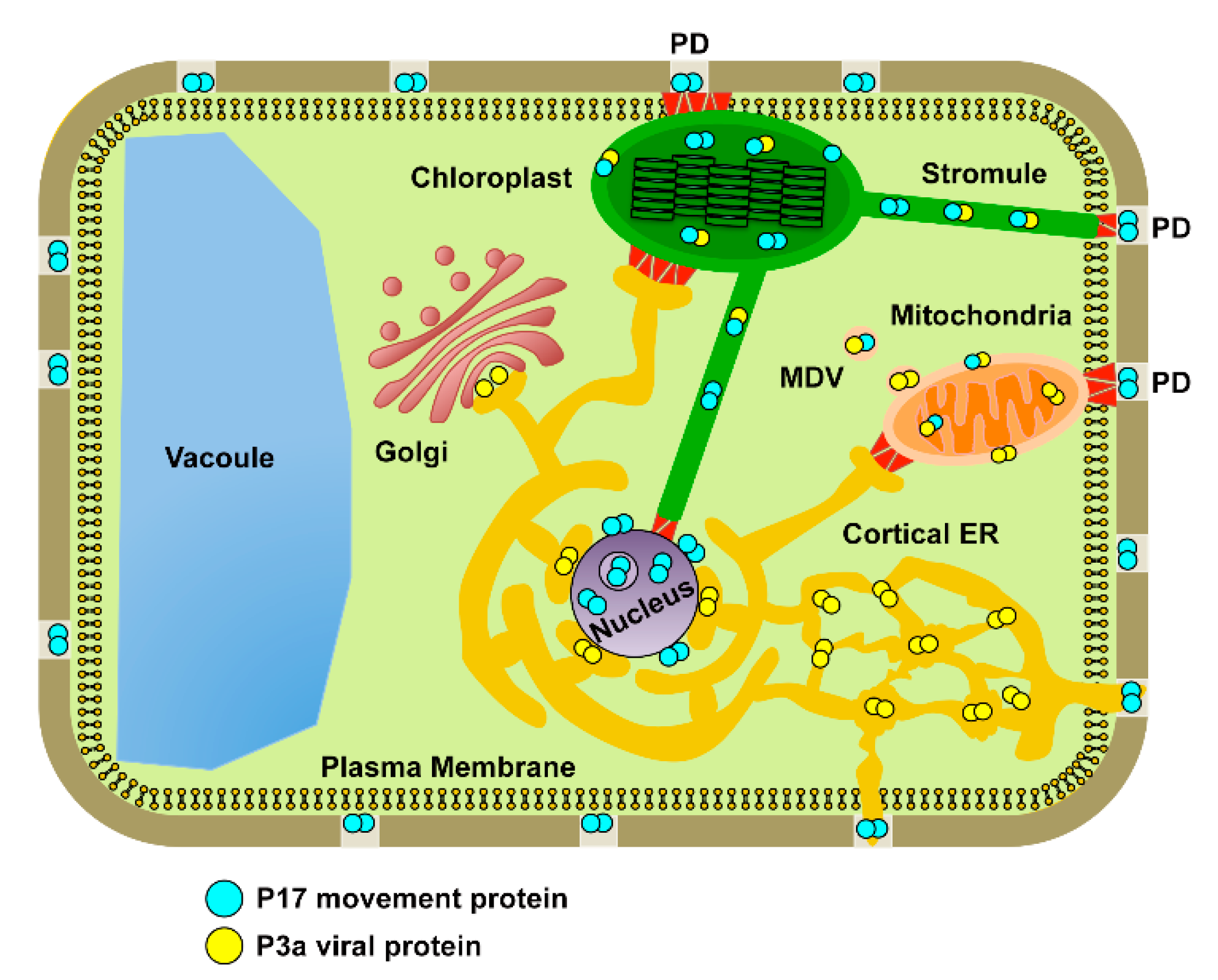 Labeled Potato Cell: See The Amazing Details Up Close! - 6p6py0p