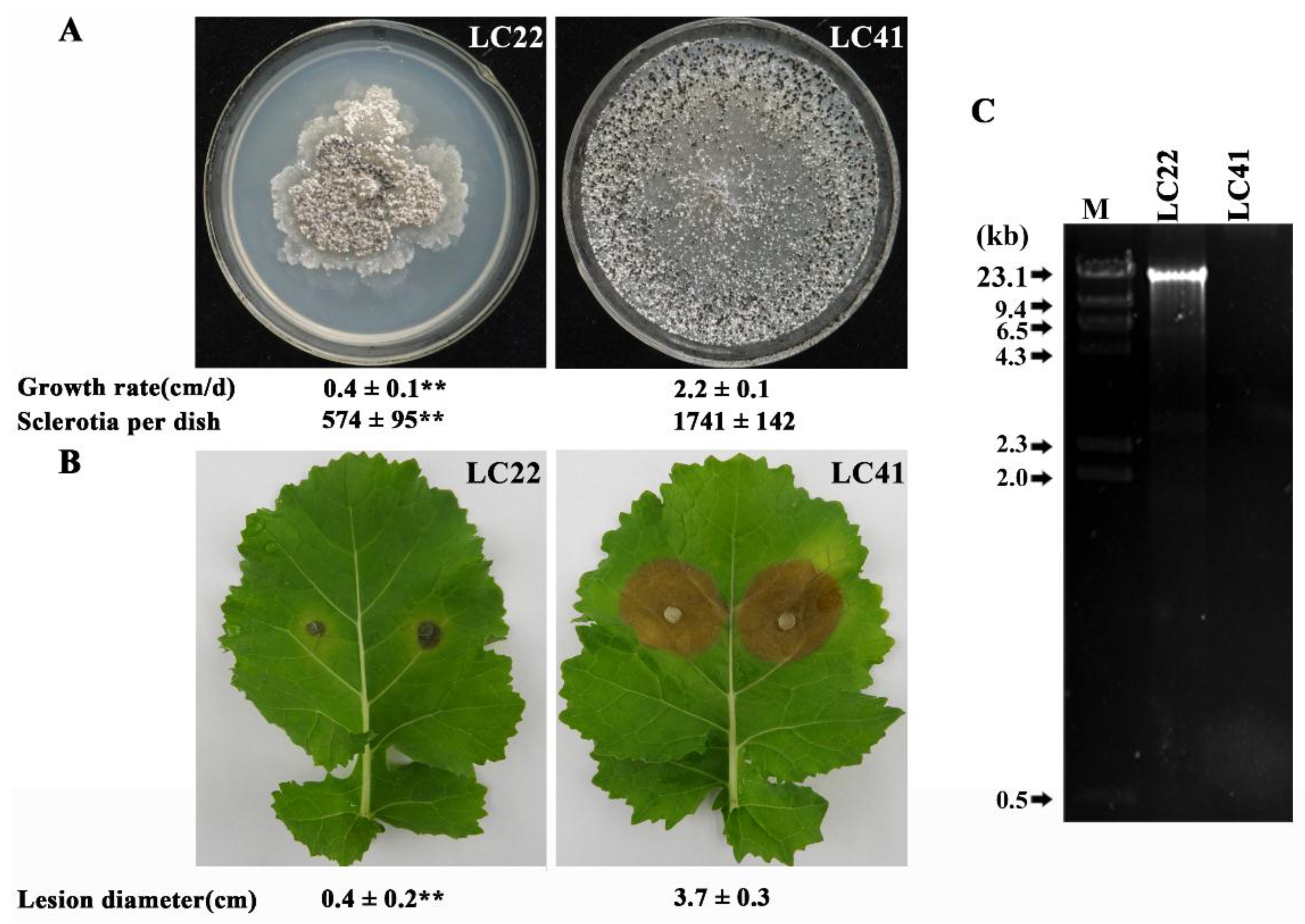 Viruses 10 00589 g001 Viruses 10 00589 g001