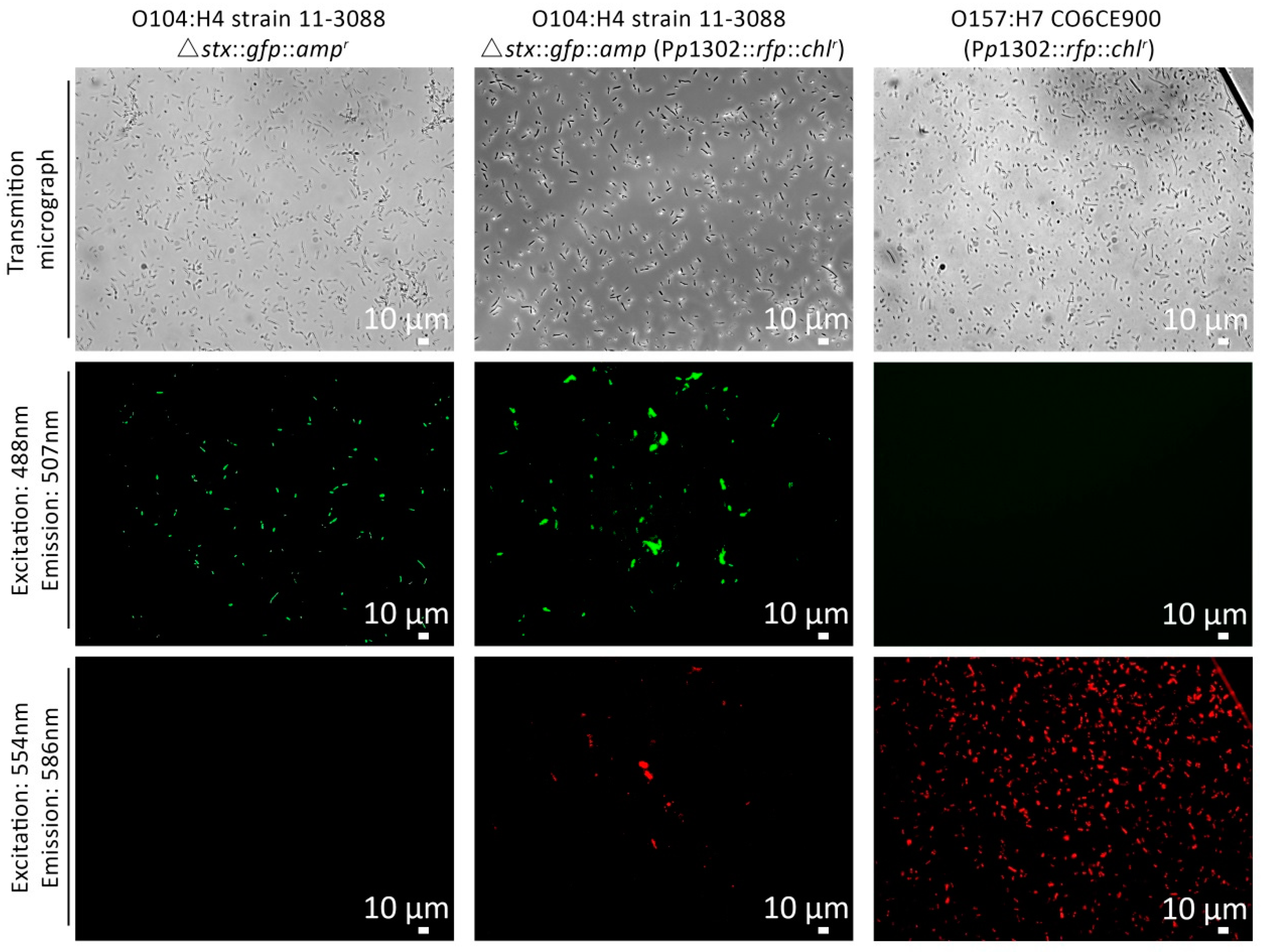 Viruses 10 00595 g005