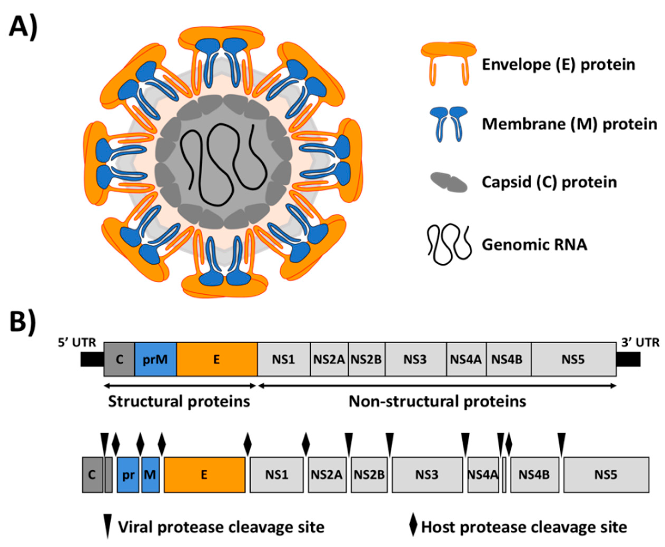 Viruses 10 00597 g001