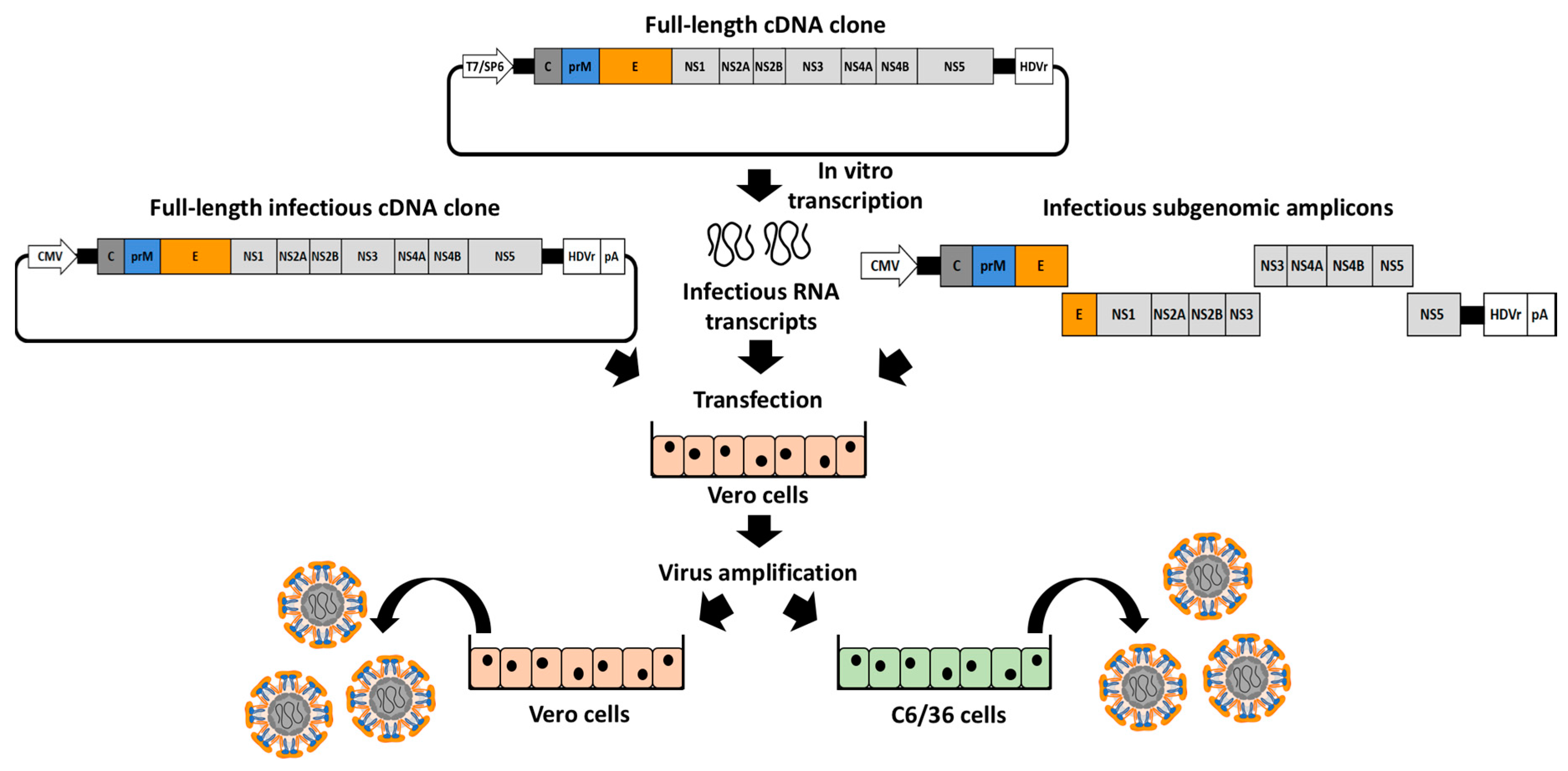 Viruses 10 00597 g003
