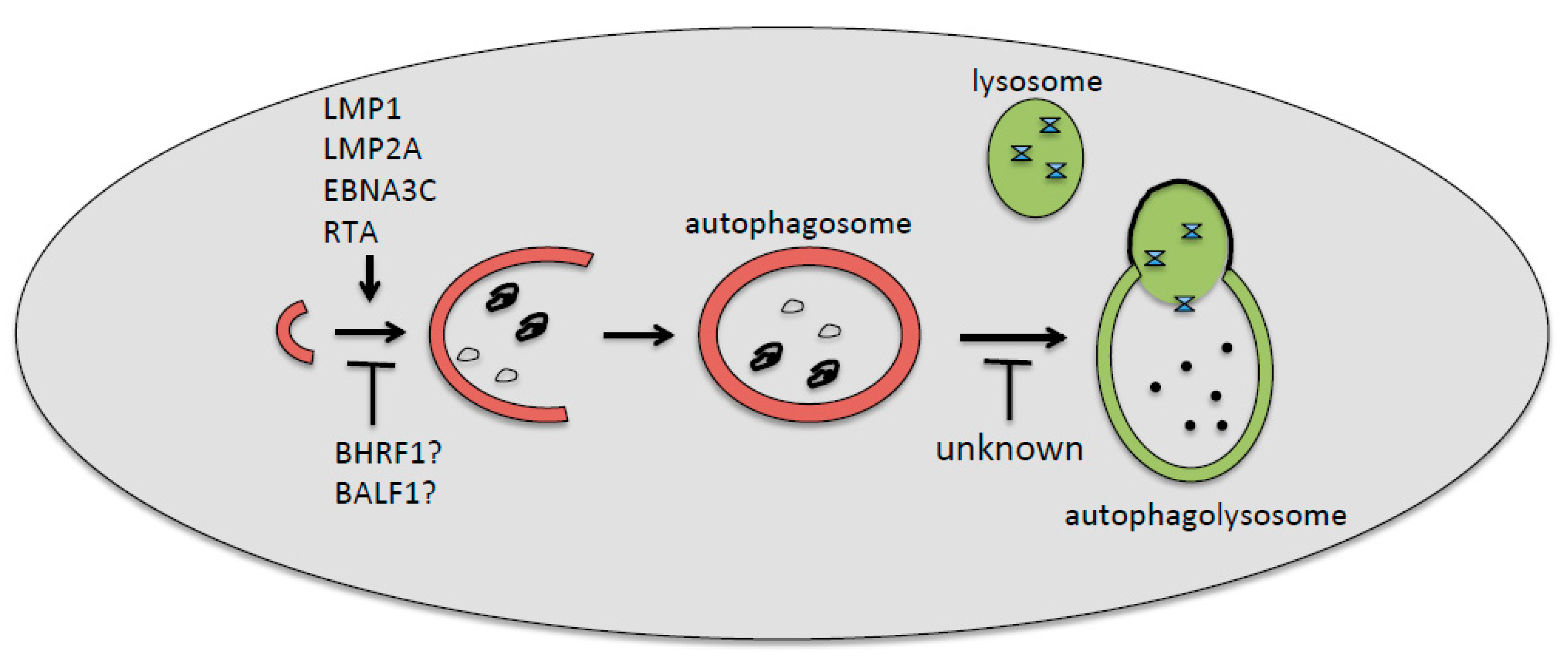 Viruses 10 00599 g001