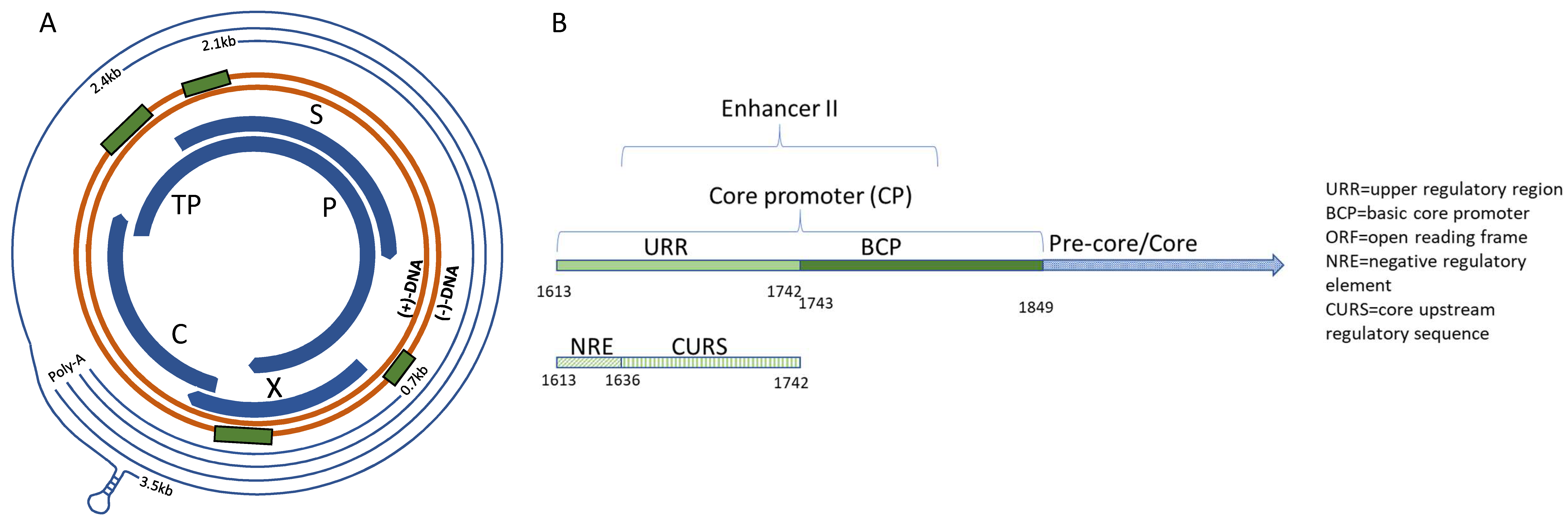 Viruses Free Full Text Comprehensive Analysis Of Hepatitis B Virus Promoter Region Mutations Html Viruses Free Full Text Comprehensive Analysis Of Hepatitis B Virus Promoter Region Mutations Html