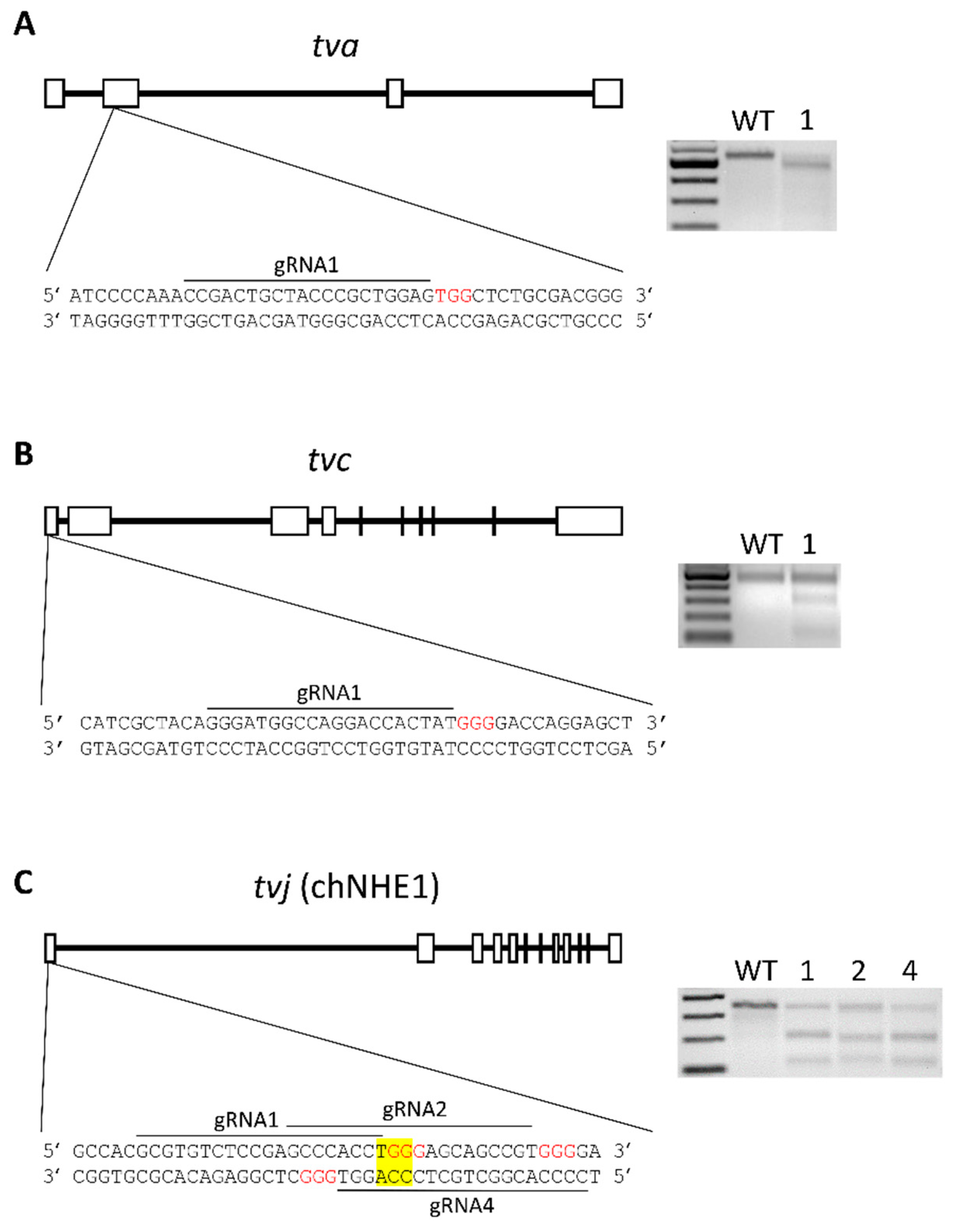 Viruses 10 00605 g001 Viruses 10 00605 g001