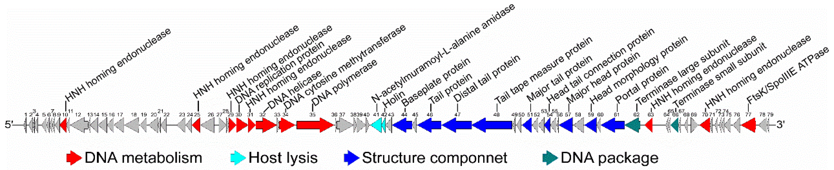 Viruses 10 00611 g002