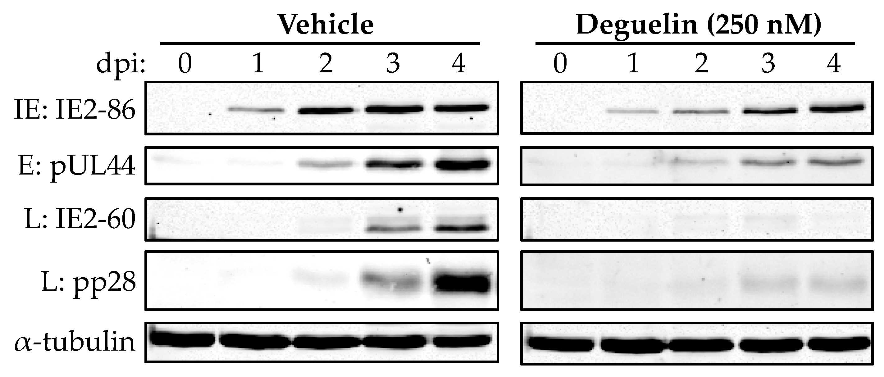 Viruses 10 00614 g006