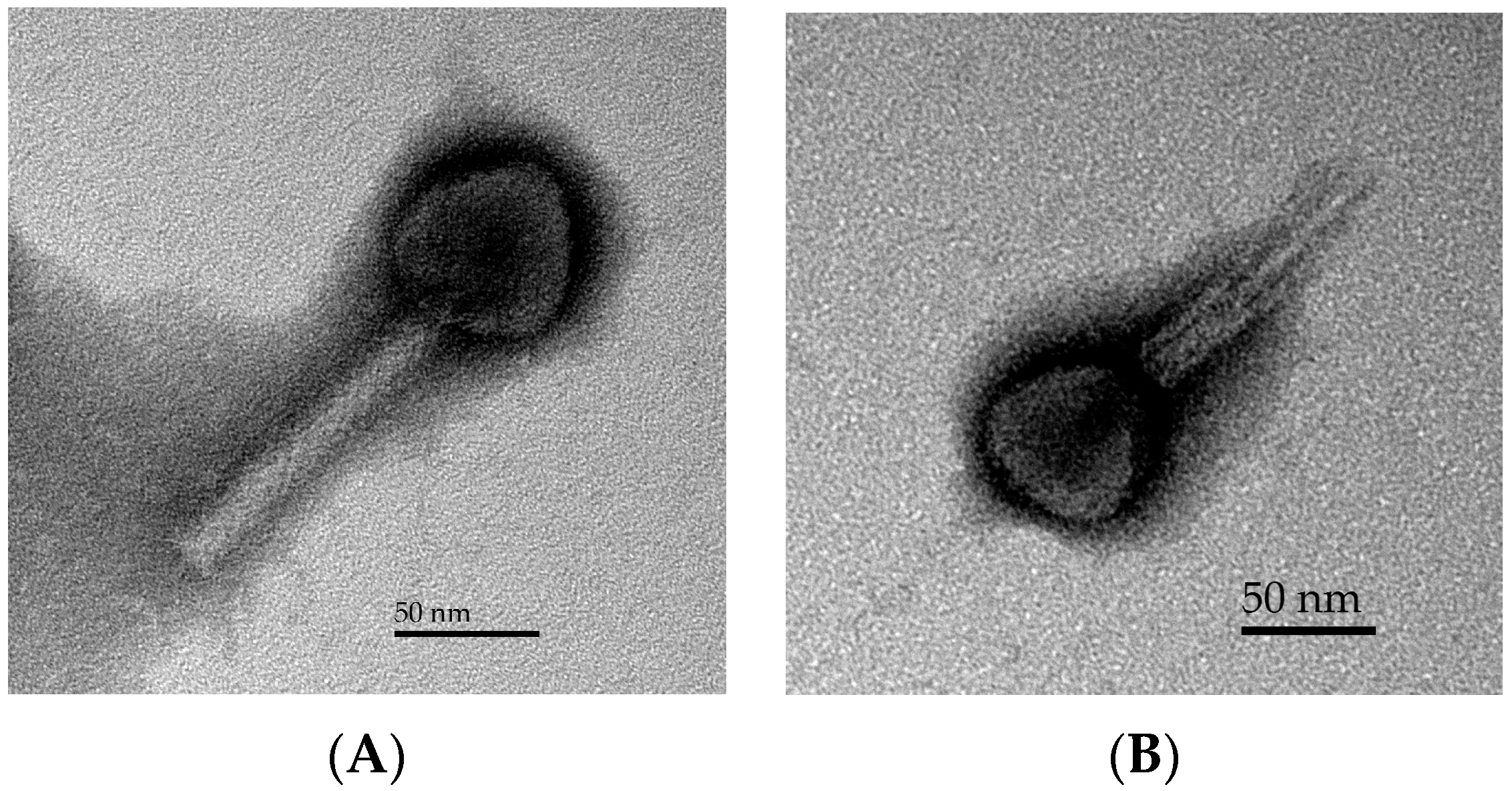 Viruses 10 00616 g001 Viruses 10 00616 g001