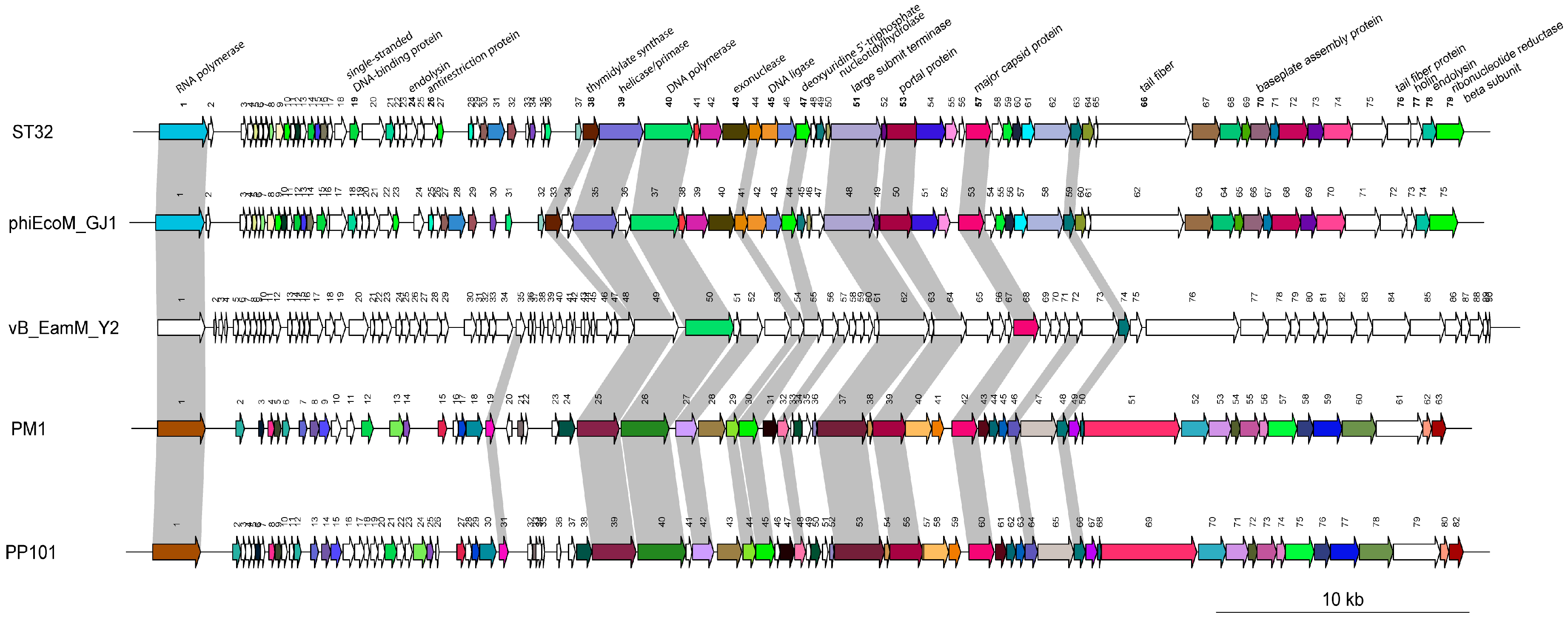 Viruses 10 00616 g004 Viruses 10 00616 g004