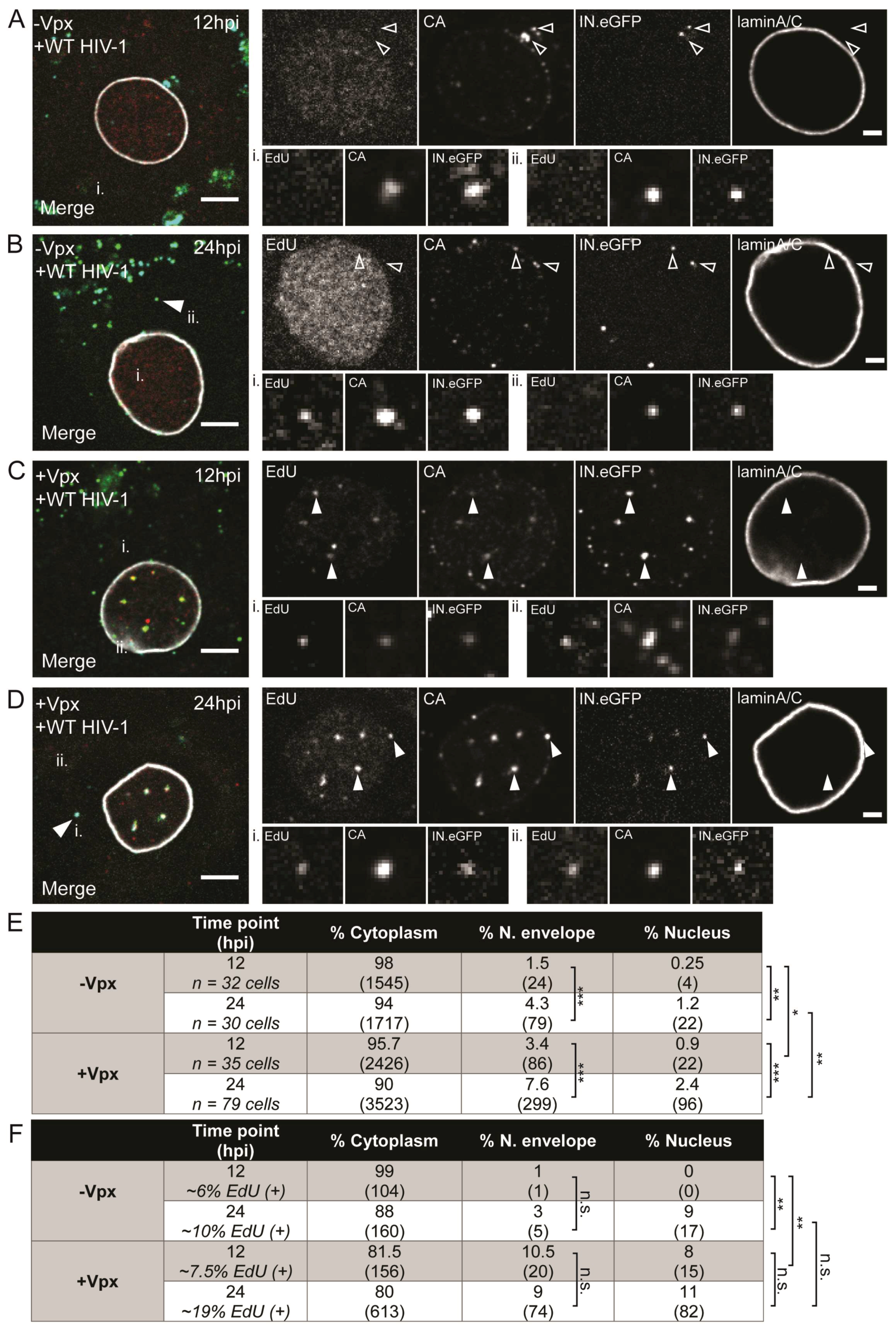Viruses 10 00620 g007
