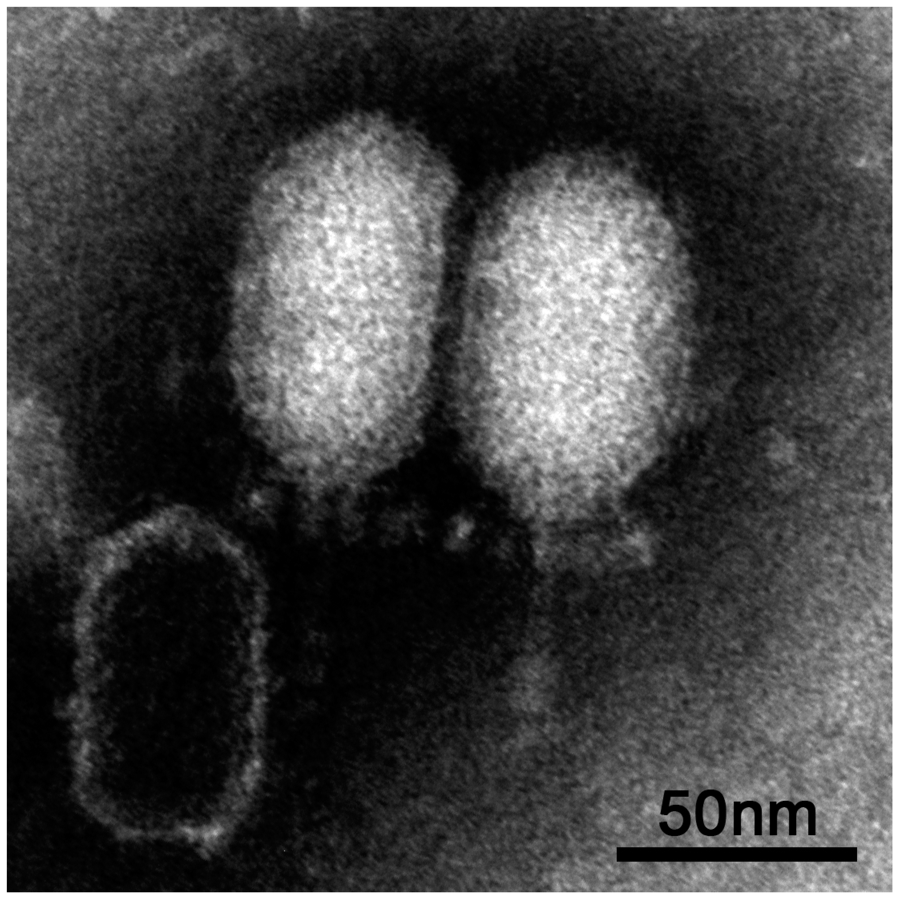 Viruses 10 00624 g001