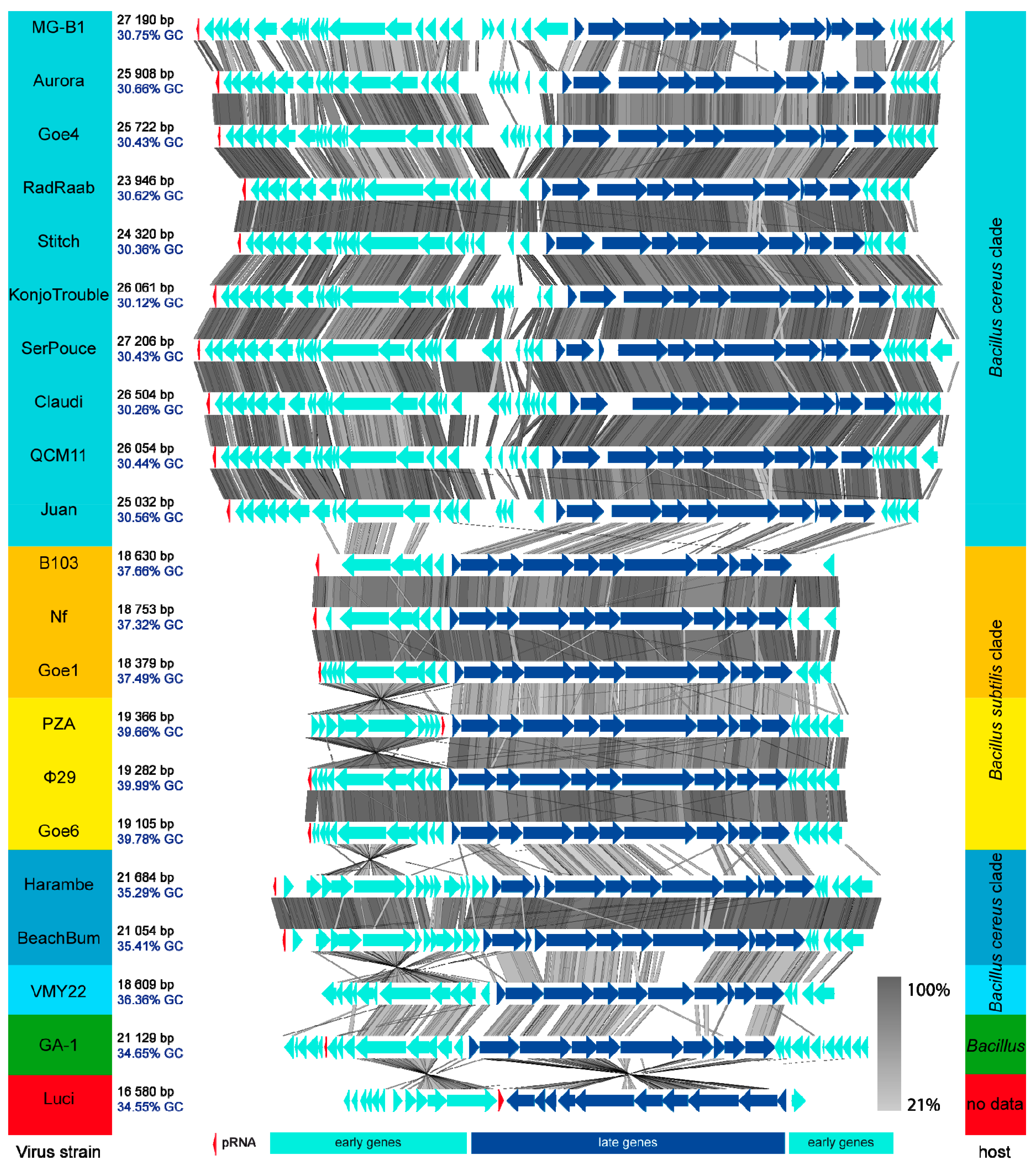 Viruses 10 00624 g004