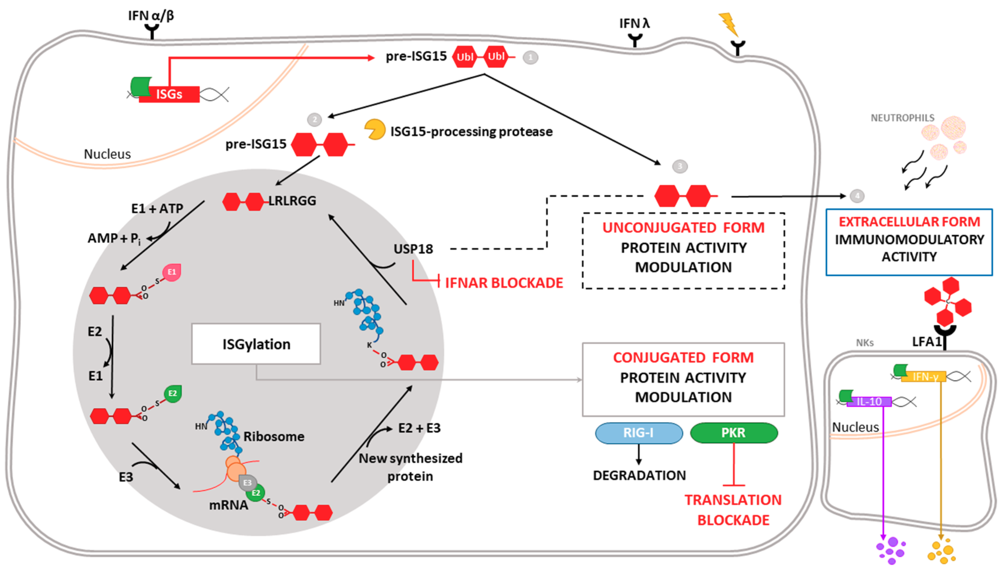 Viruses 10 00629 g001