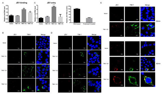 TIM-1 Promotes Japanese Encephalitis Virus Entry and Infection