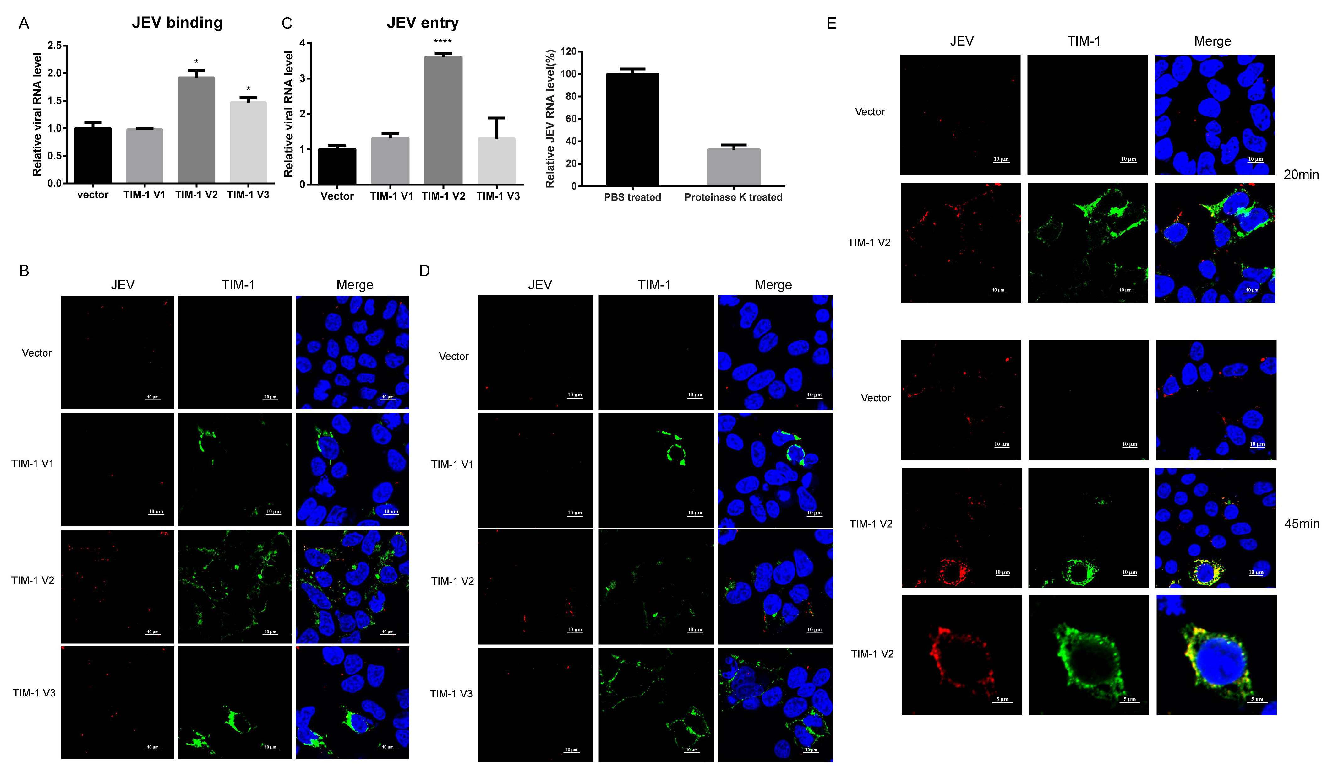Viruses 10 00630 g004 Viruses 10 00630 g004