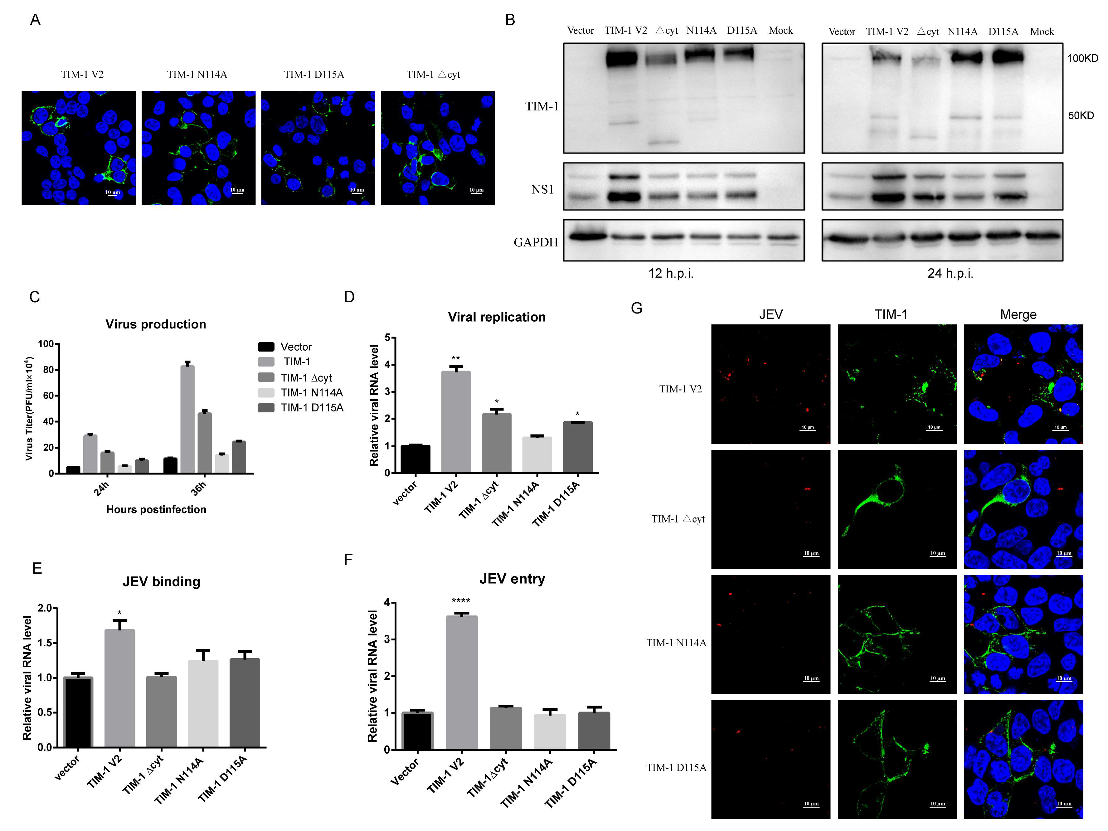 Viruses 10 00630 g005 Viruses 10 00630 g005