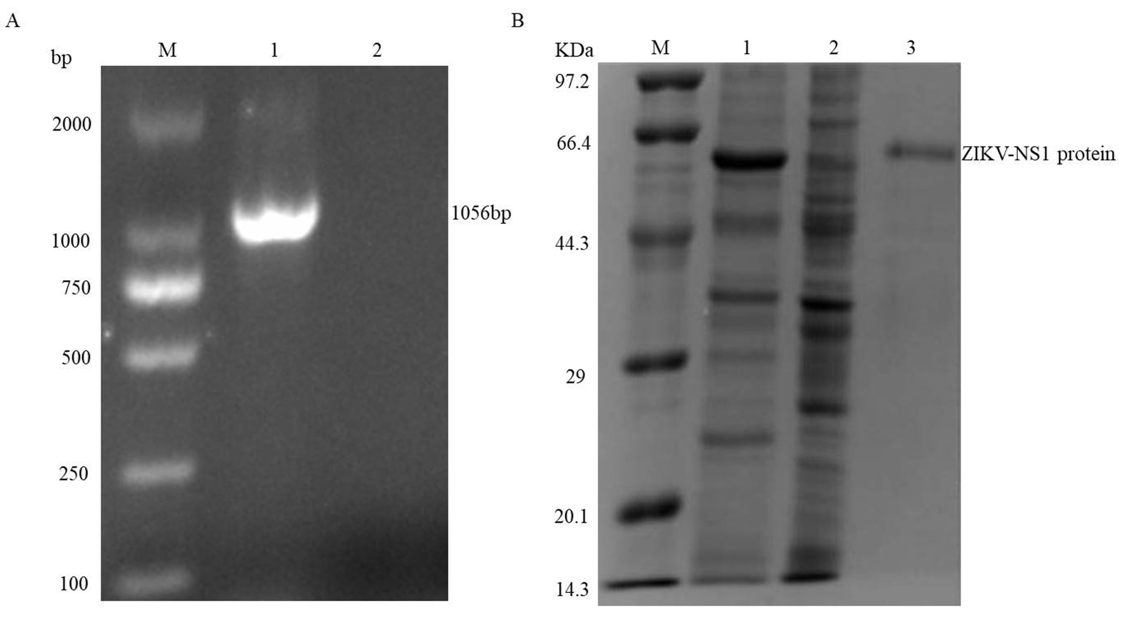 Viruses 10 00634 g001