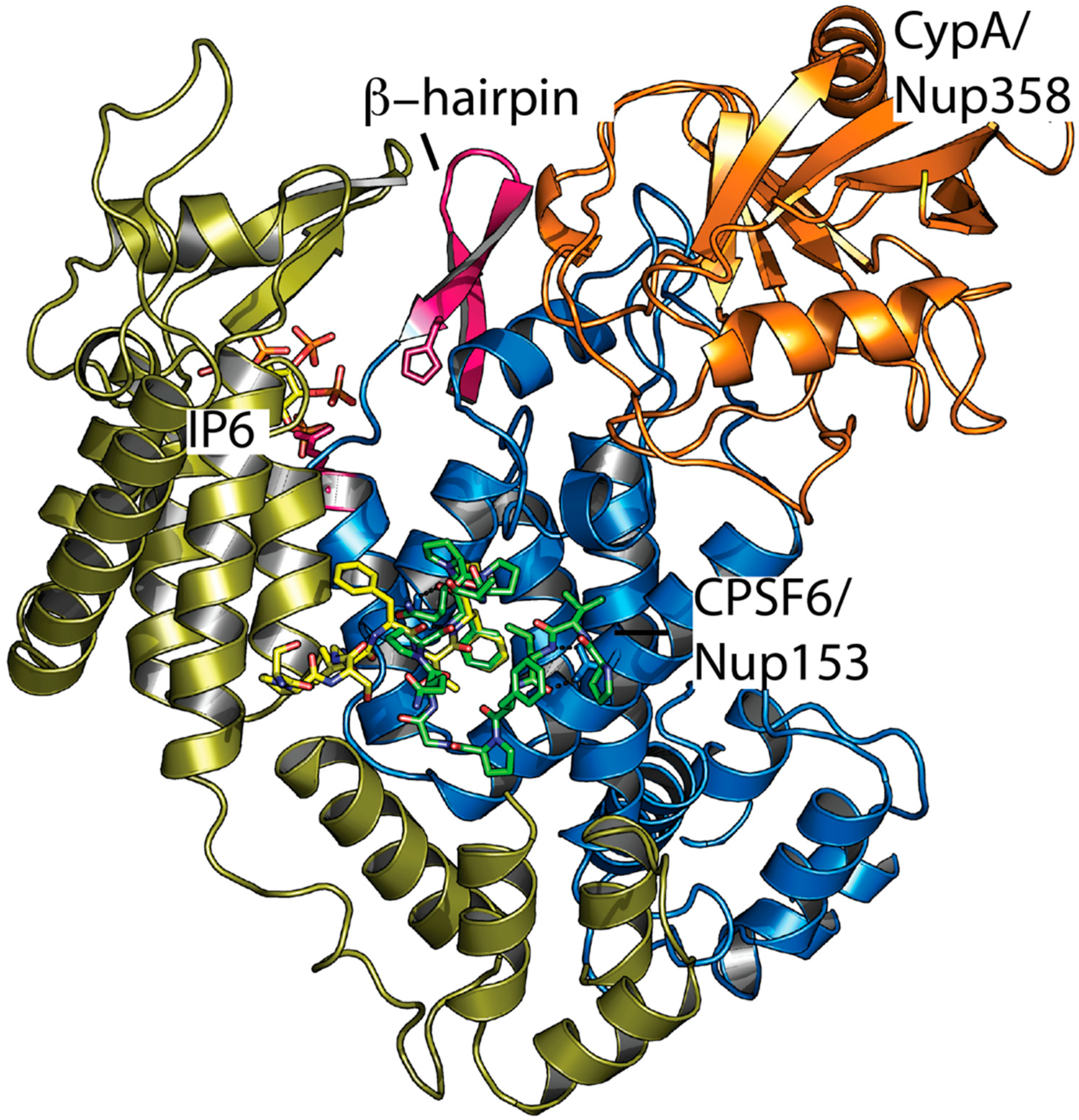 Viruses 10 00640 g003 Viruses 10 00640 g003