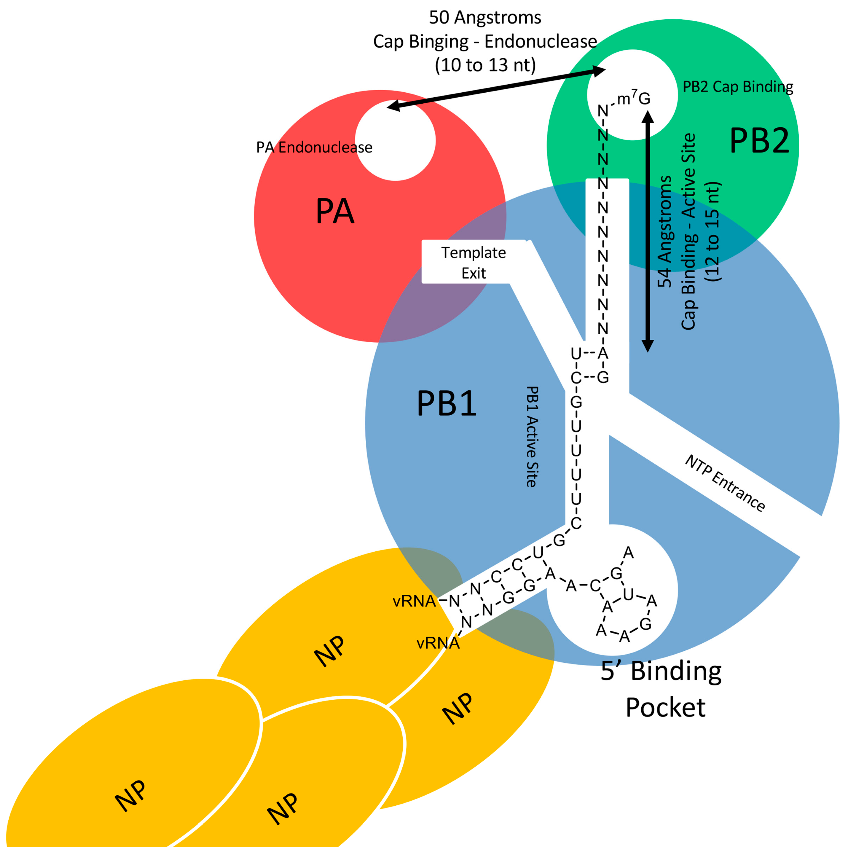 Viruses Free Full Text Insight Into Influenza A Virus Cap Snatching Html