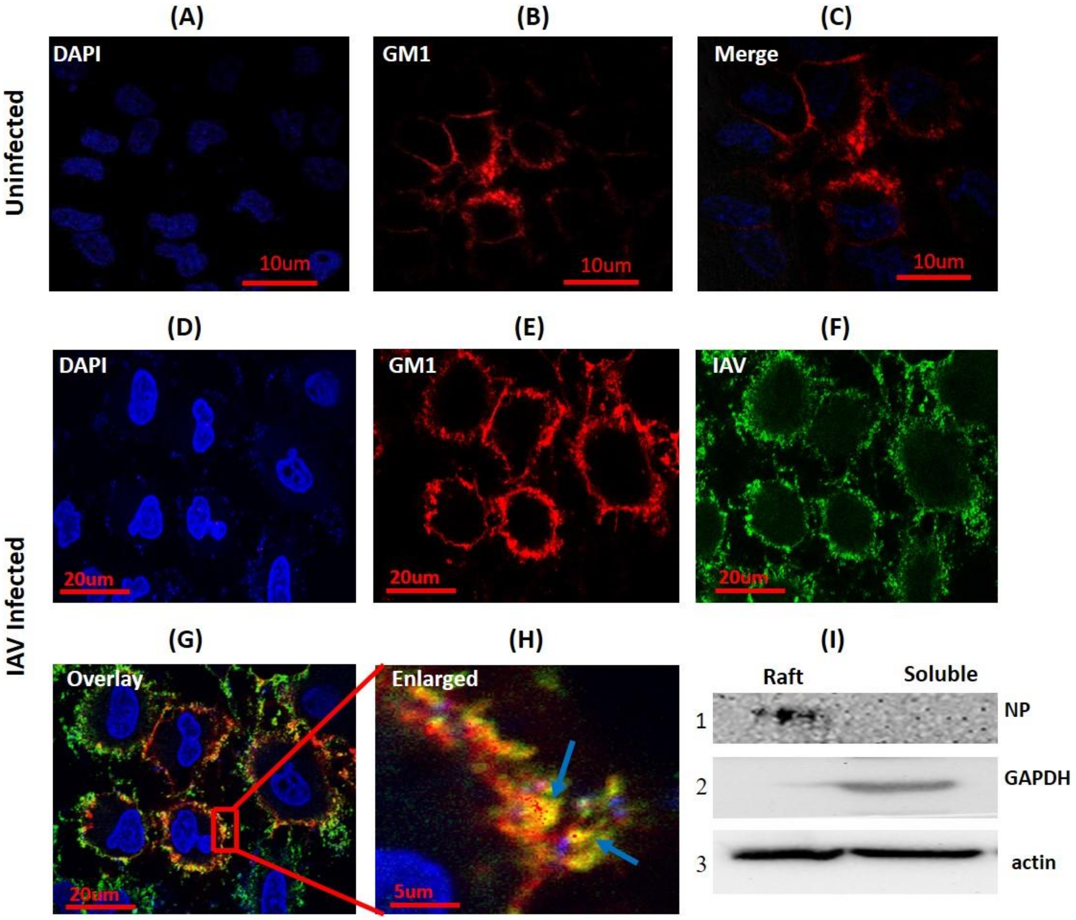 Viruses 10 00650 g001