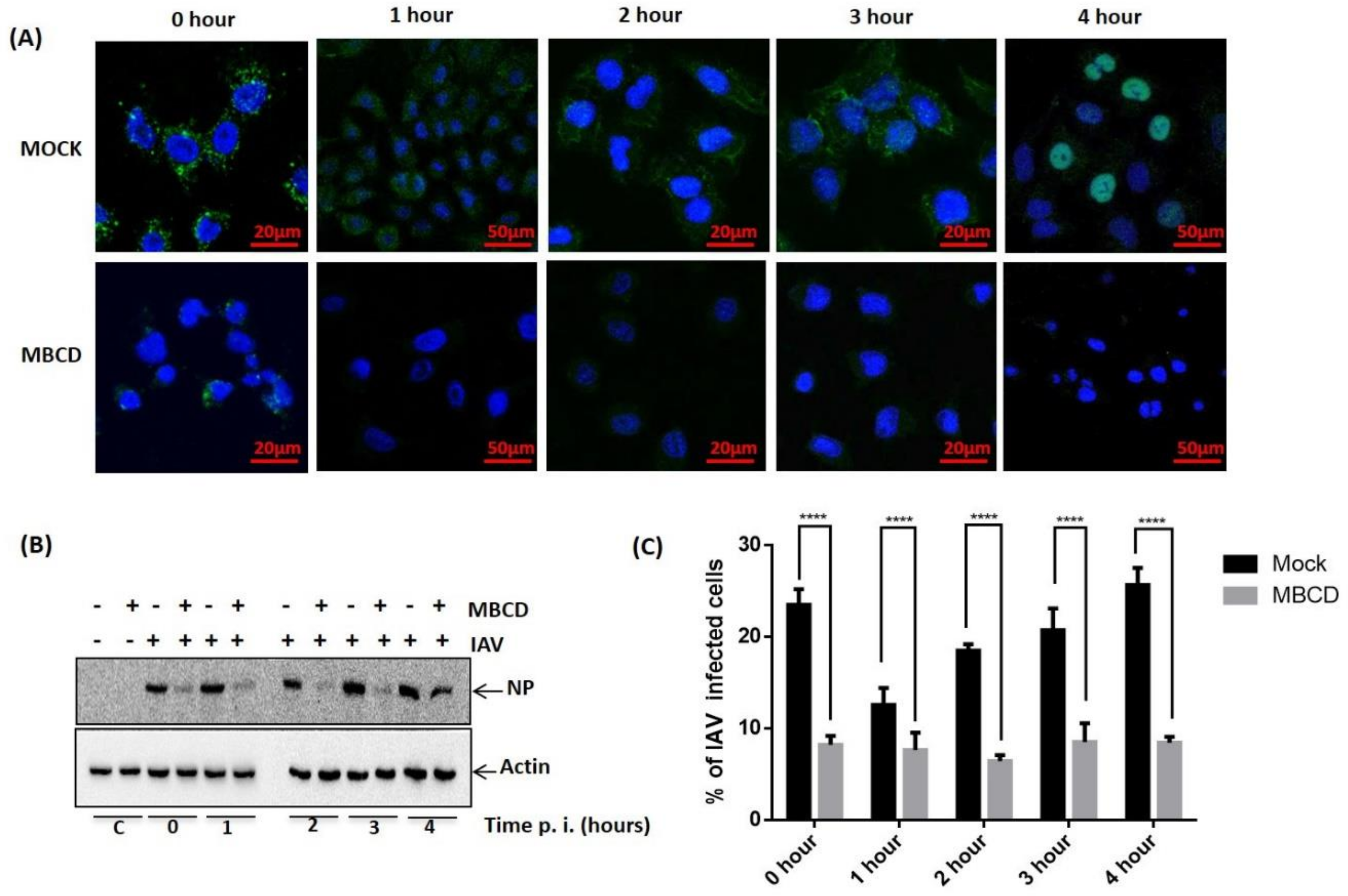 Viruses 10 00650 g003a