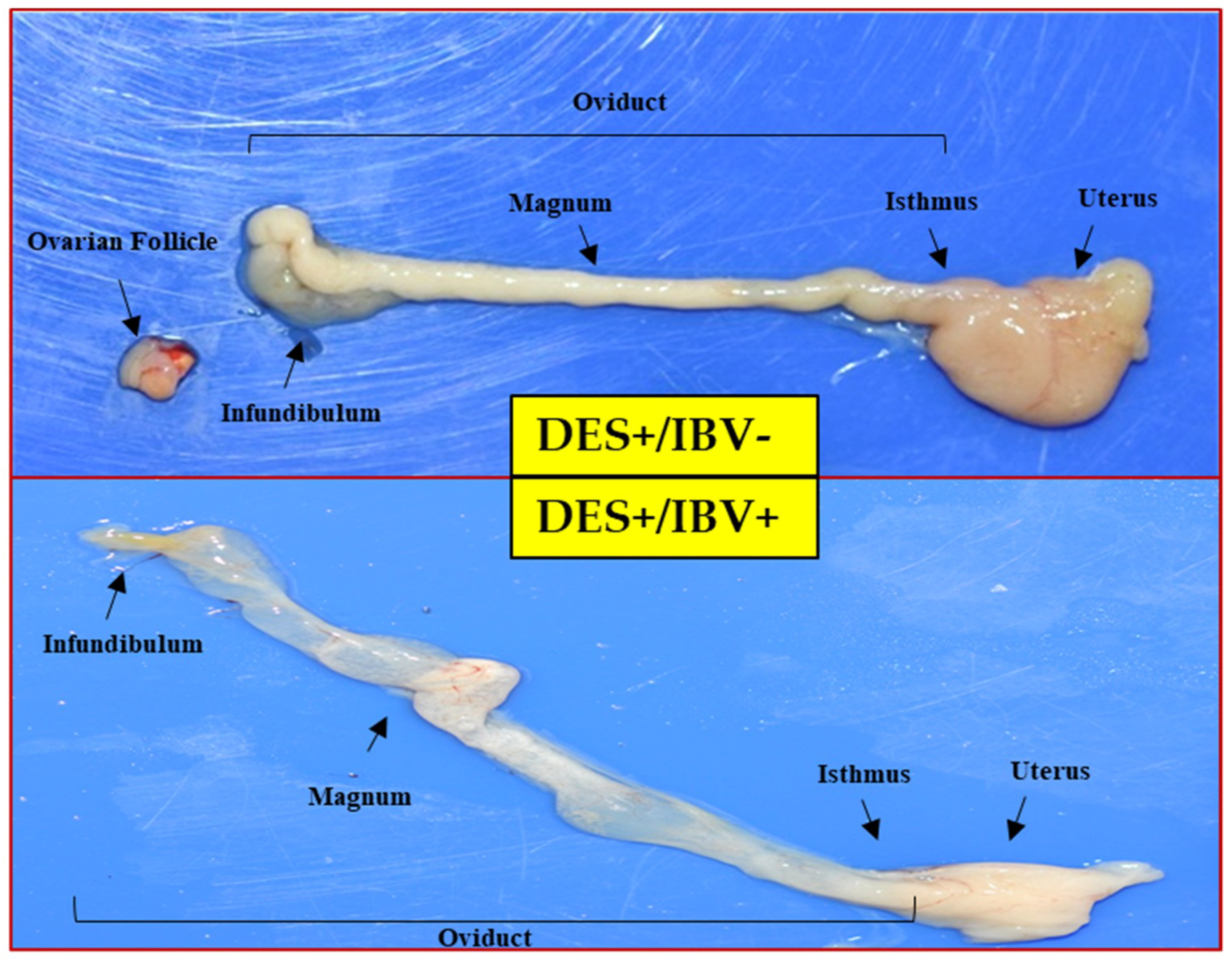 Viruses 10 00652 g002 Viruses 10 00652 g002