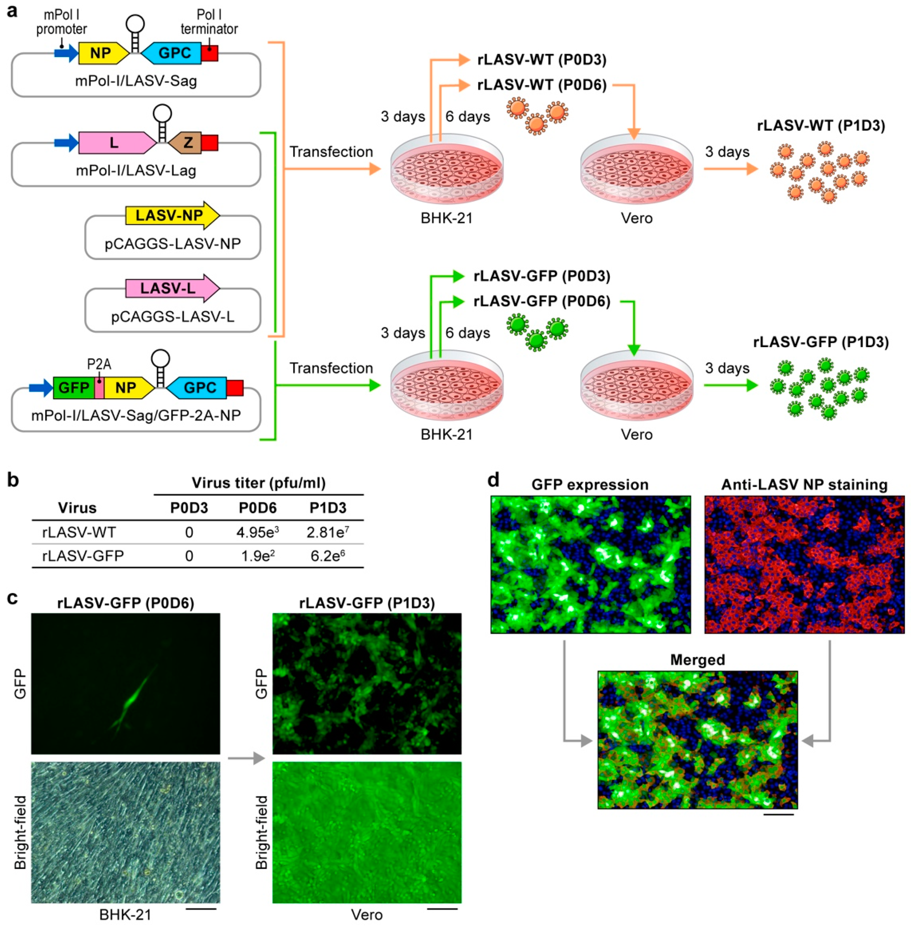 Viruses 10 00655 g001