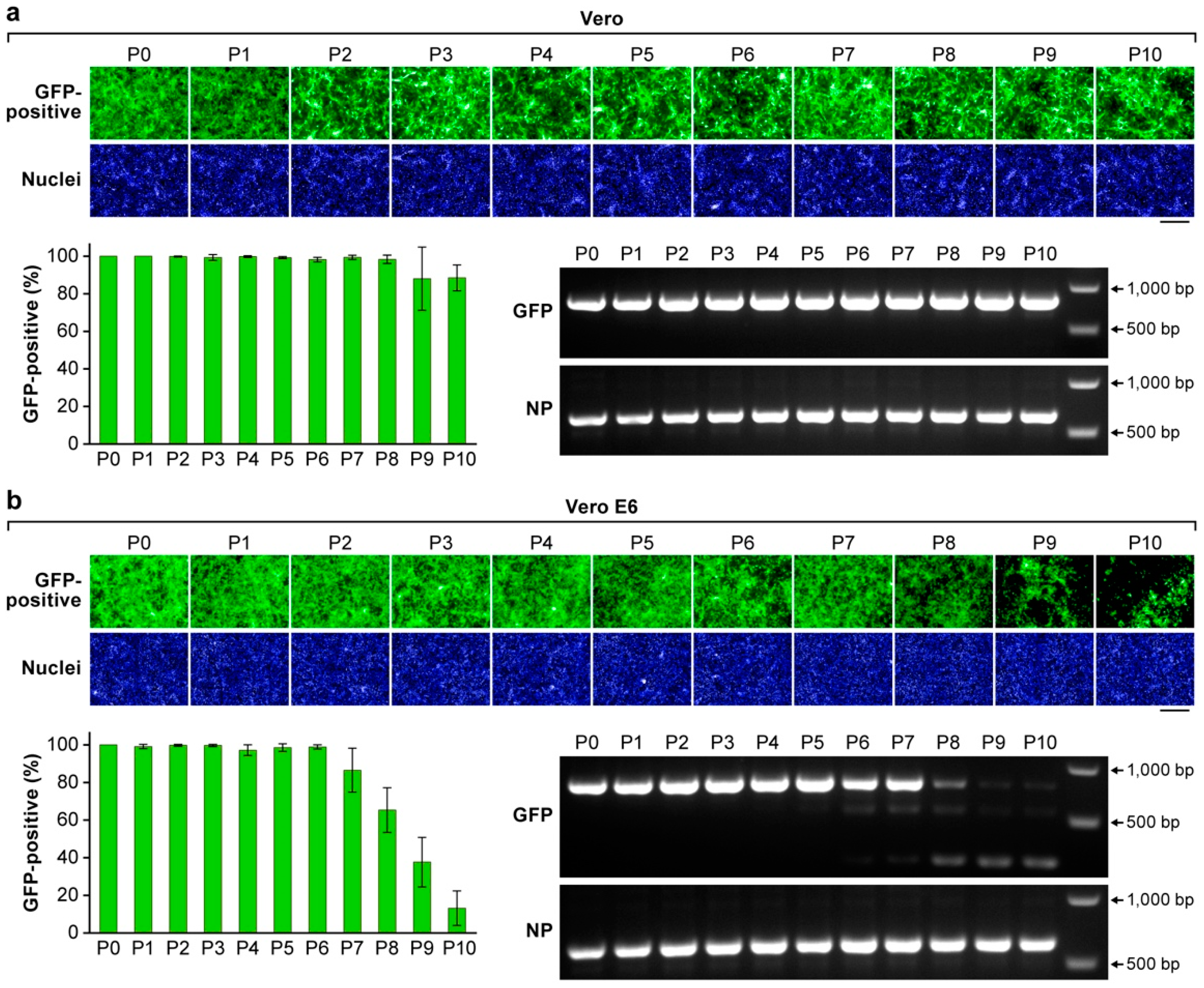 Viruses 10 00655 g003