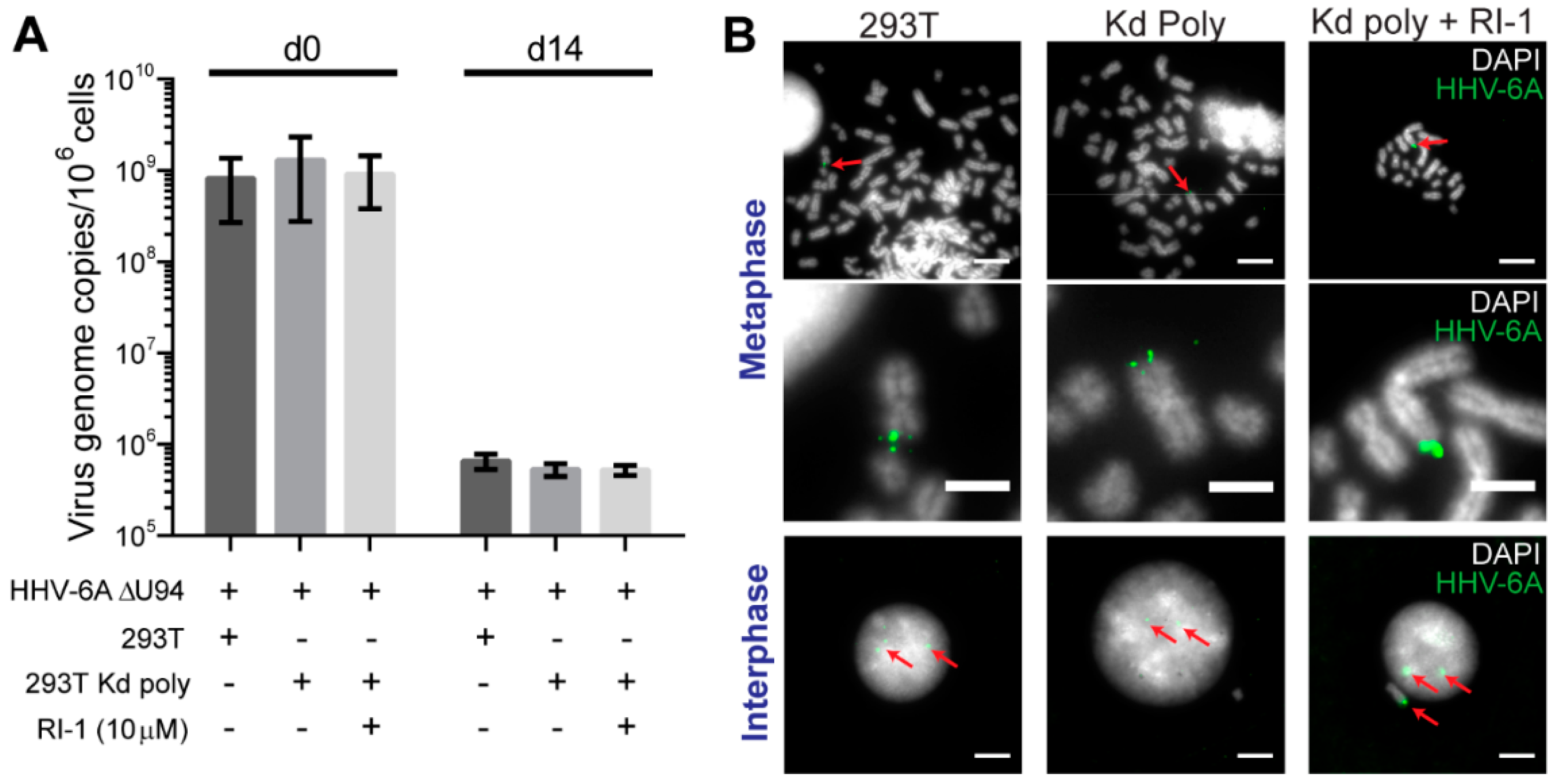 Viruses 10 00656 g003