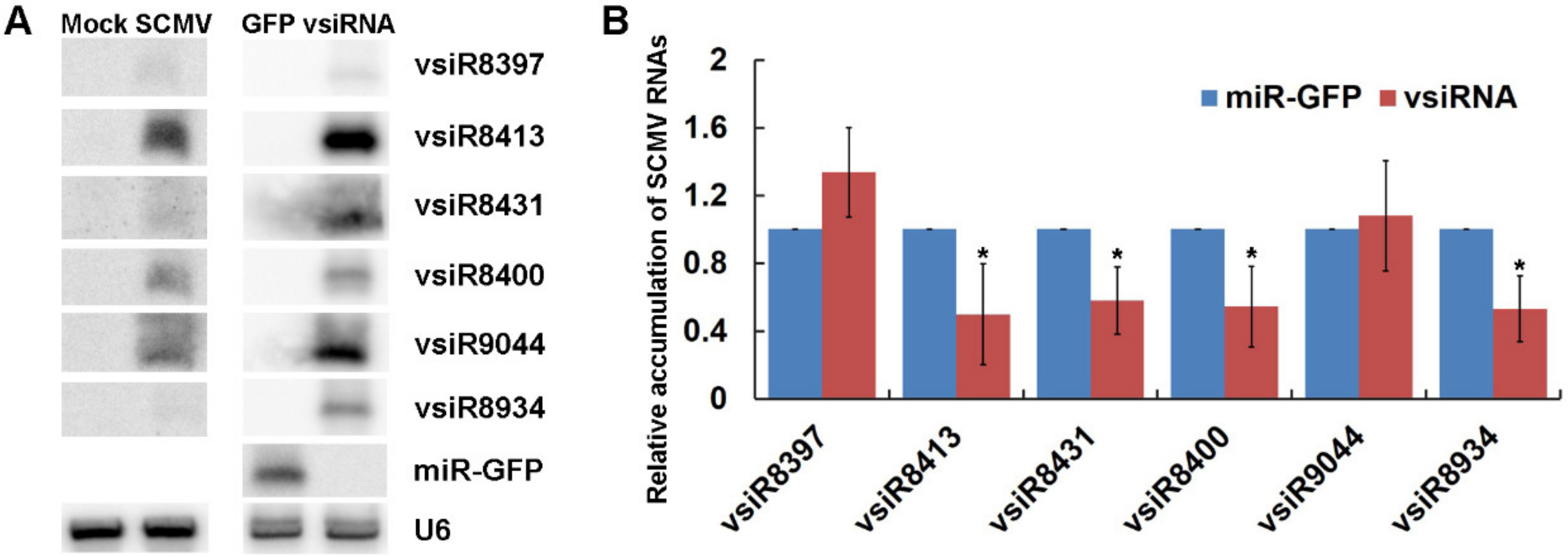 Viruses 10 00664 g006