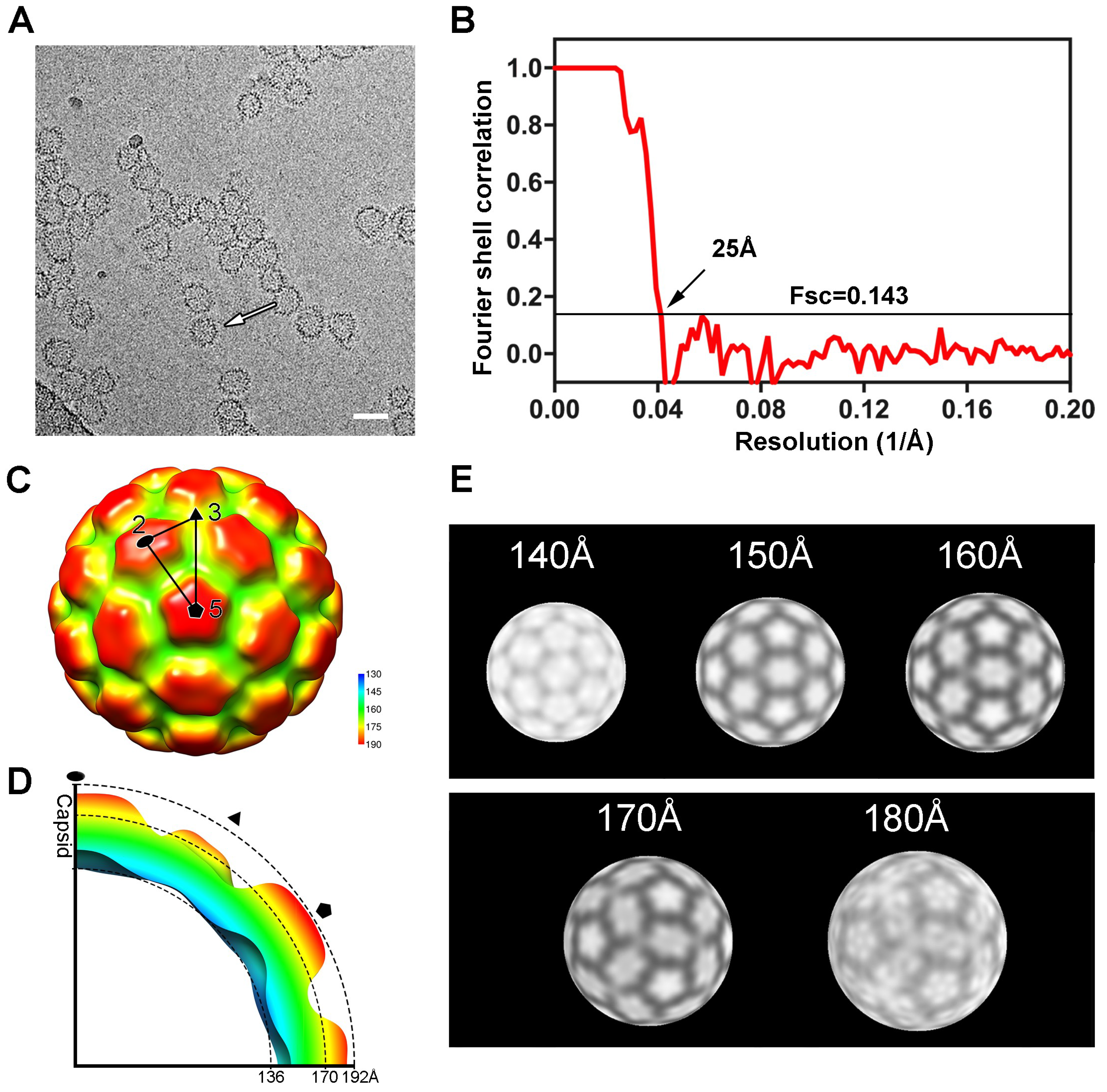 Viruses 10 00667 g002 Viruses 10 00667 g002