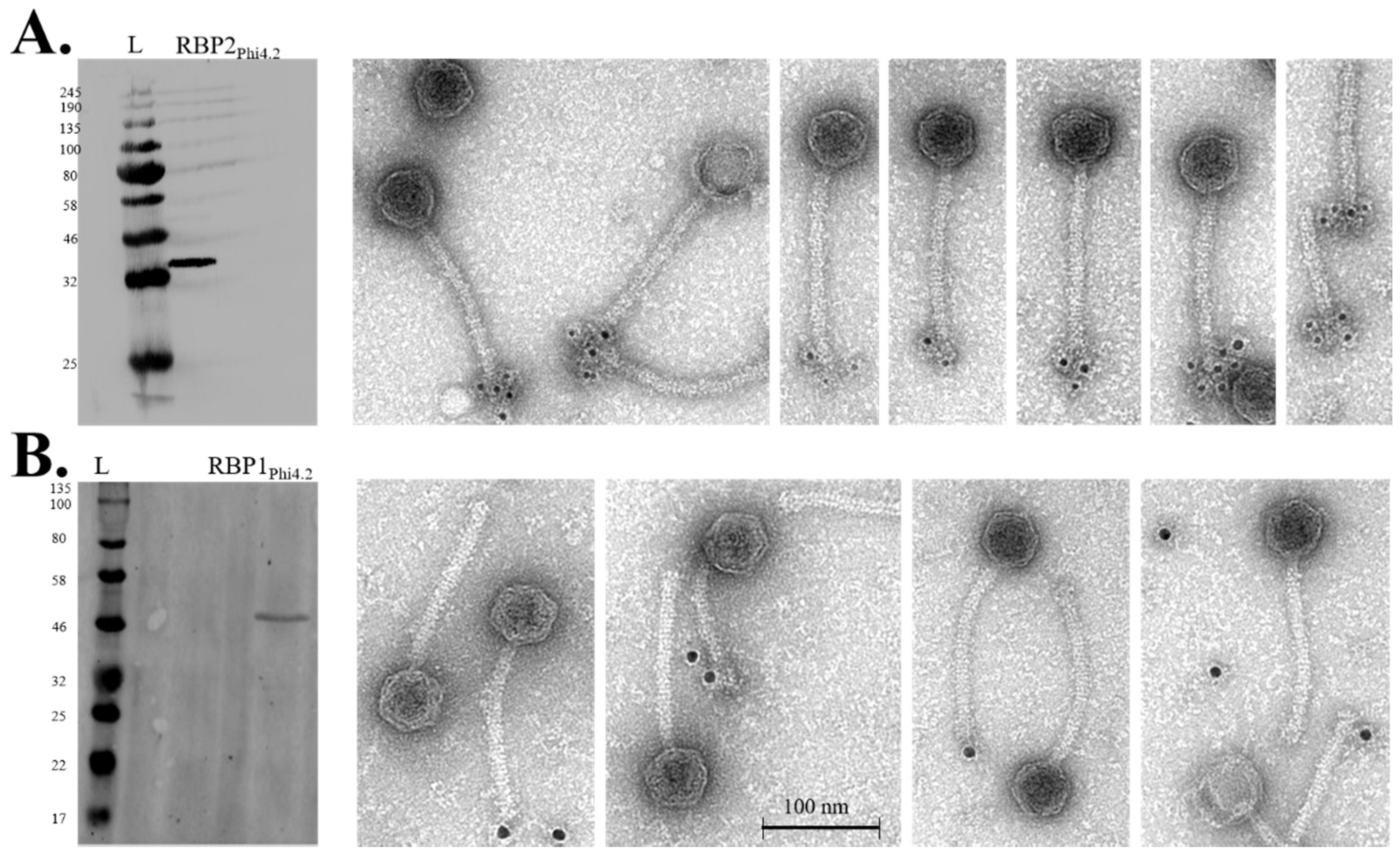 Viruses 10 00668 g007