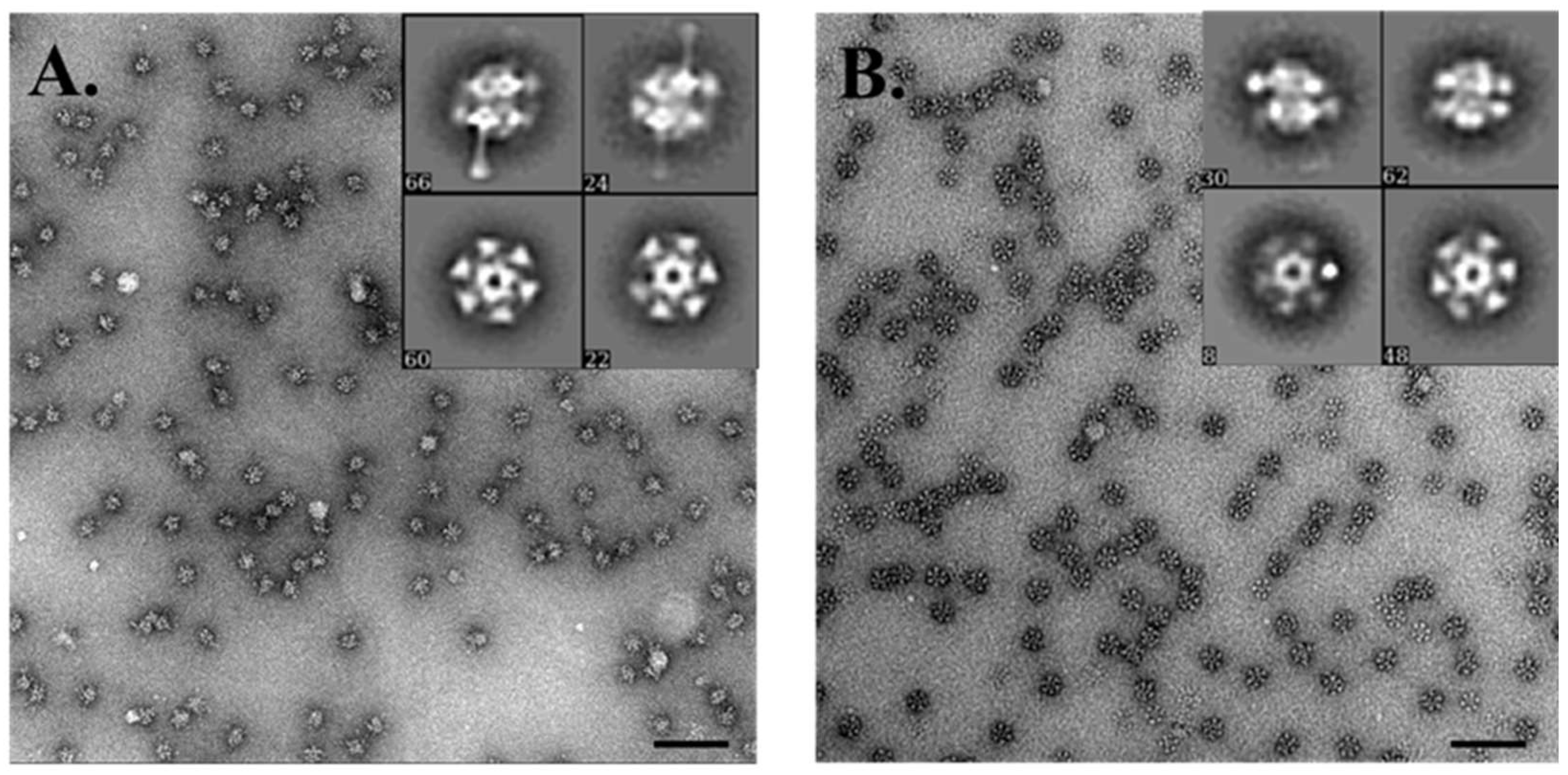 Viruses 10 00668 g008