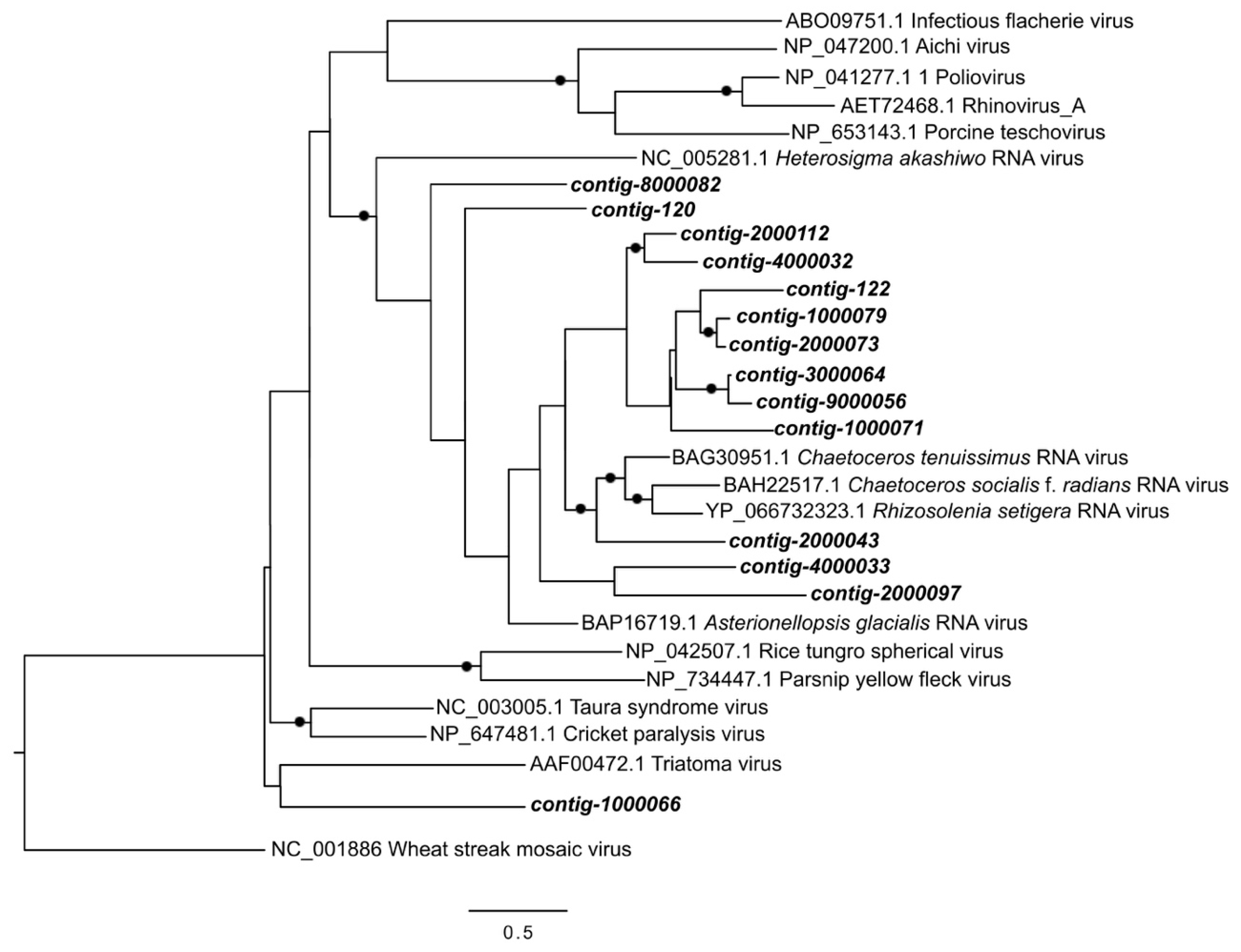 Viruses 10 00672 g007
