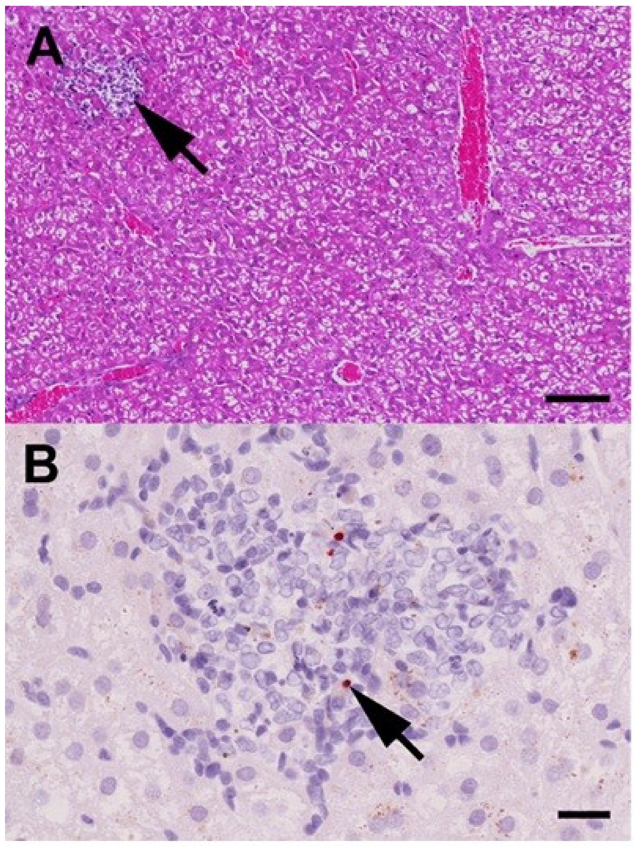 Viruses 10 00681 g003