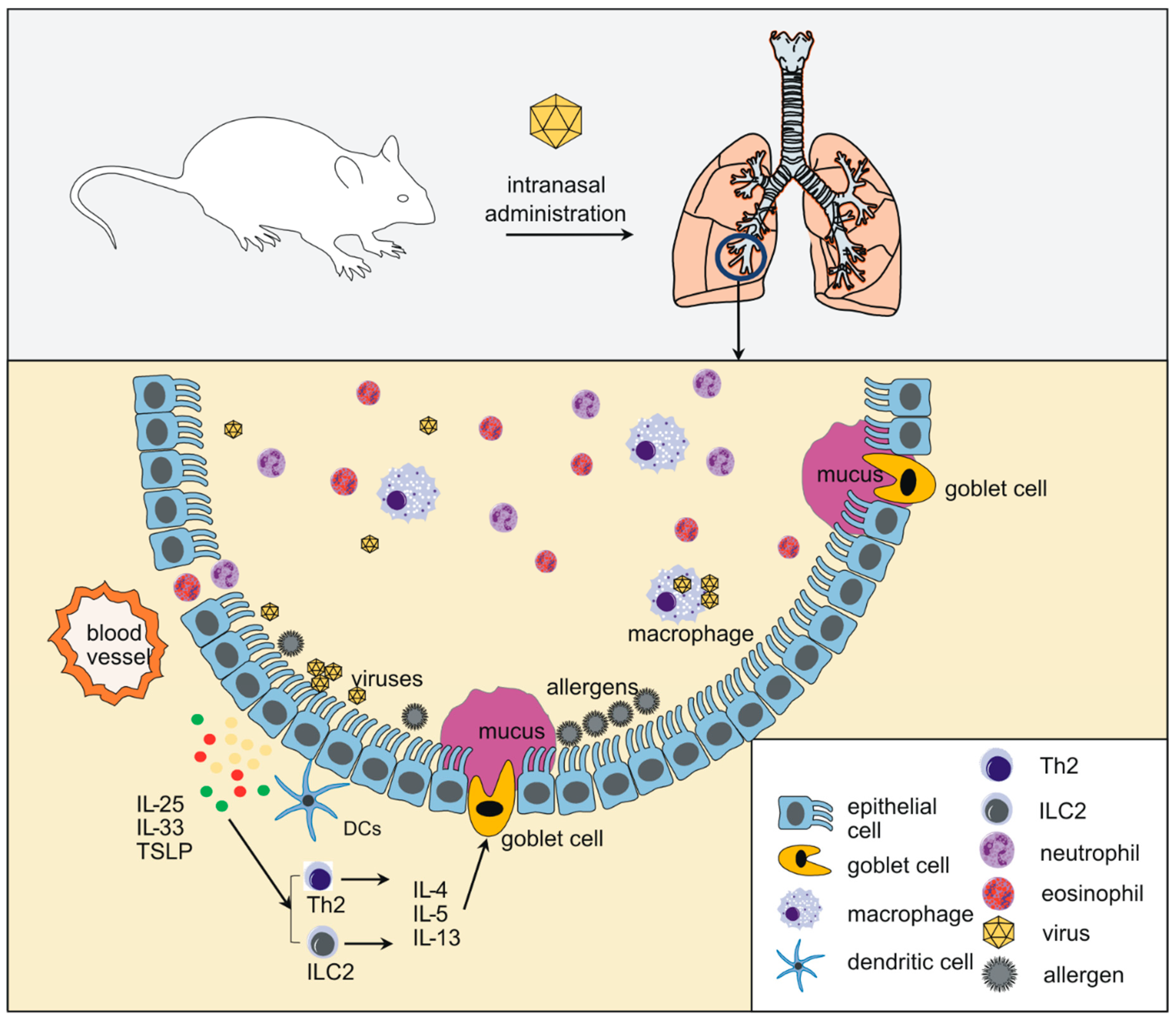 Viruses | Free Full-Text | Small Animal Models of Respiratory 