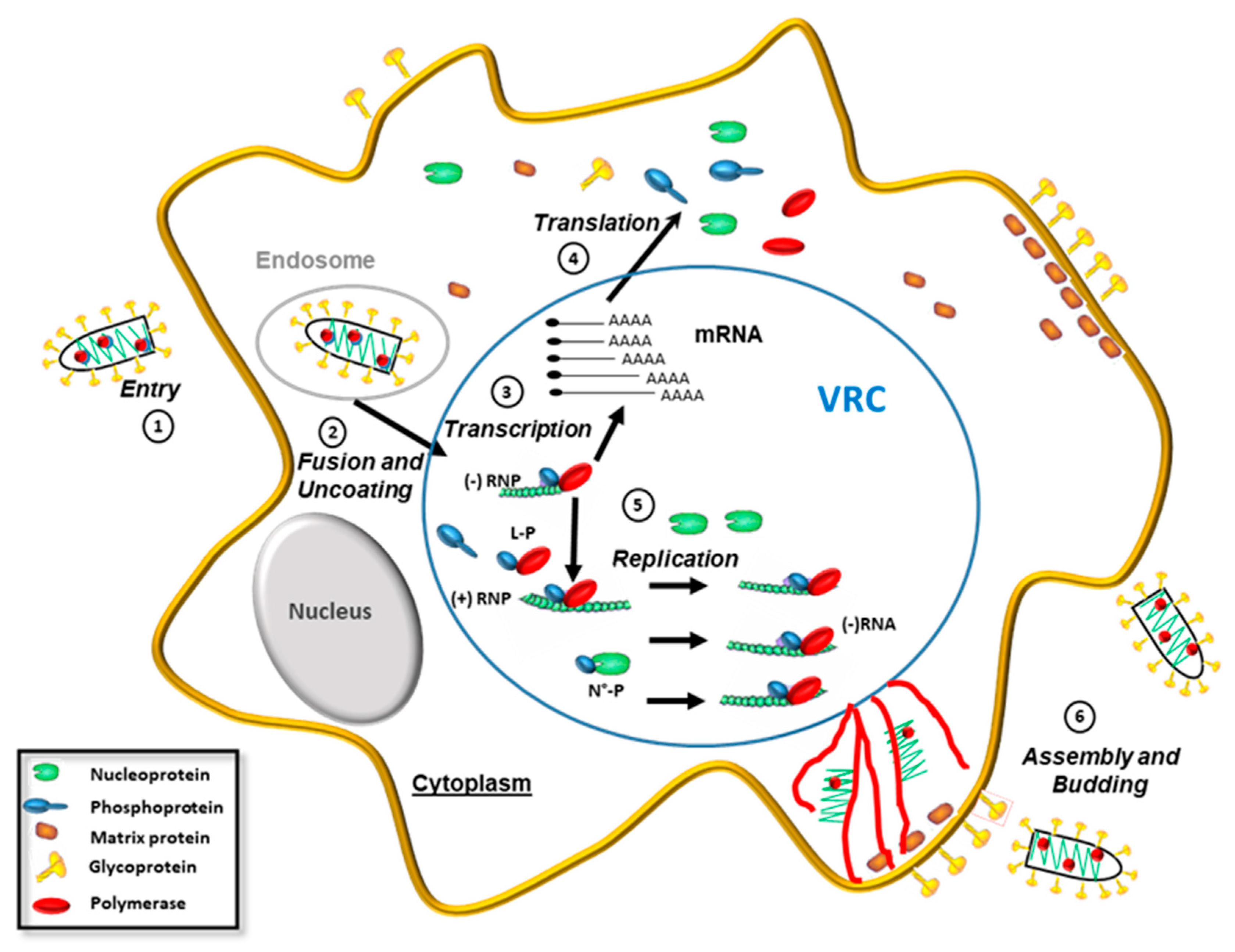 Viruses 10 00686 g003 Viruses 10 00686 g003