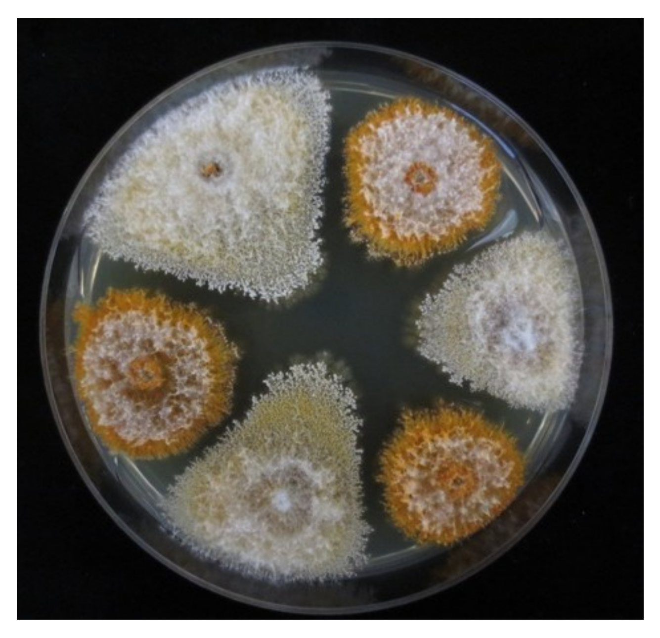 Viruses 10 00687 g001